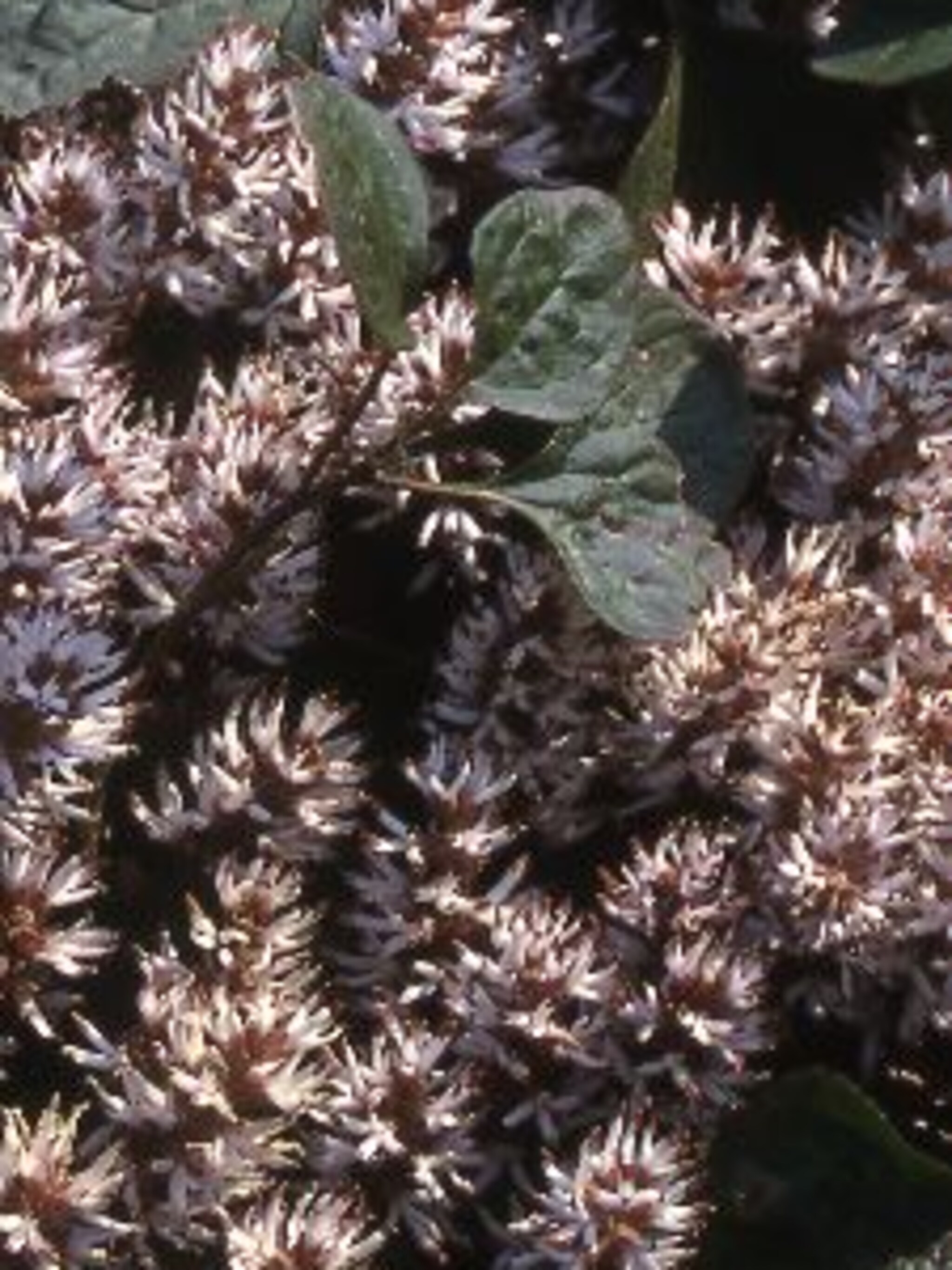 pachysandra pachysandra procumbens