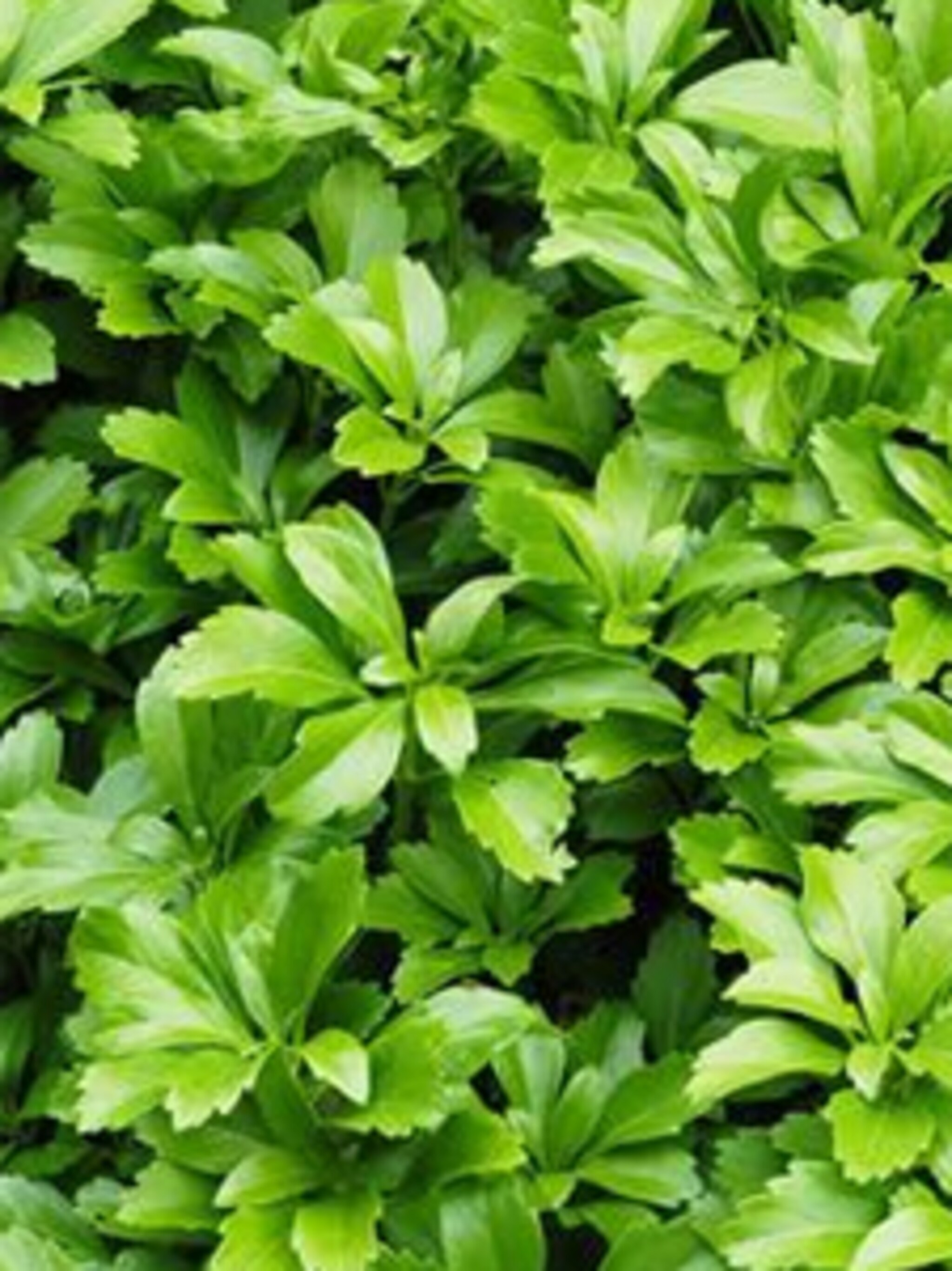 pachysandra green carpet
