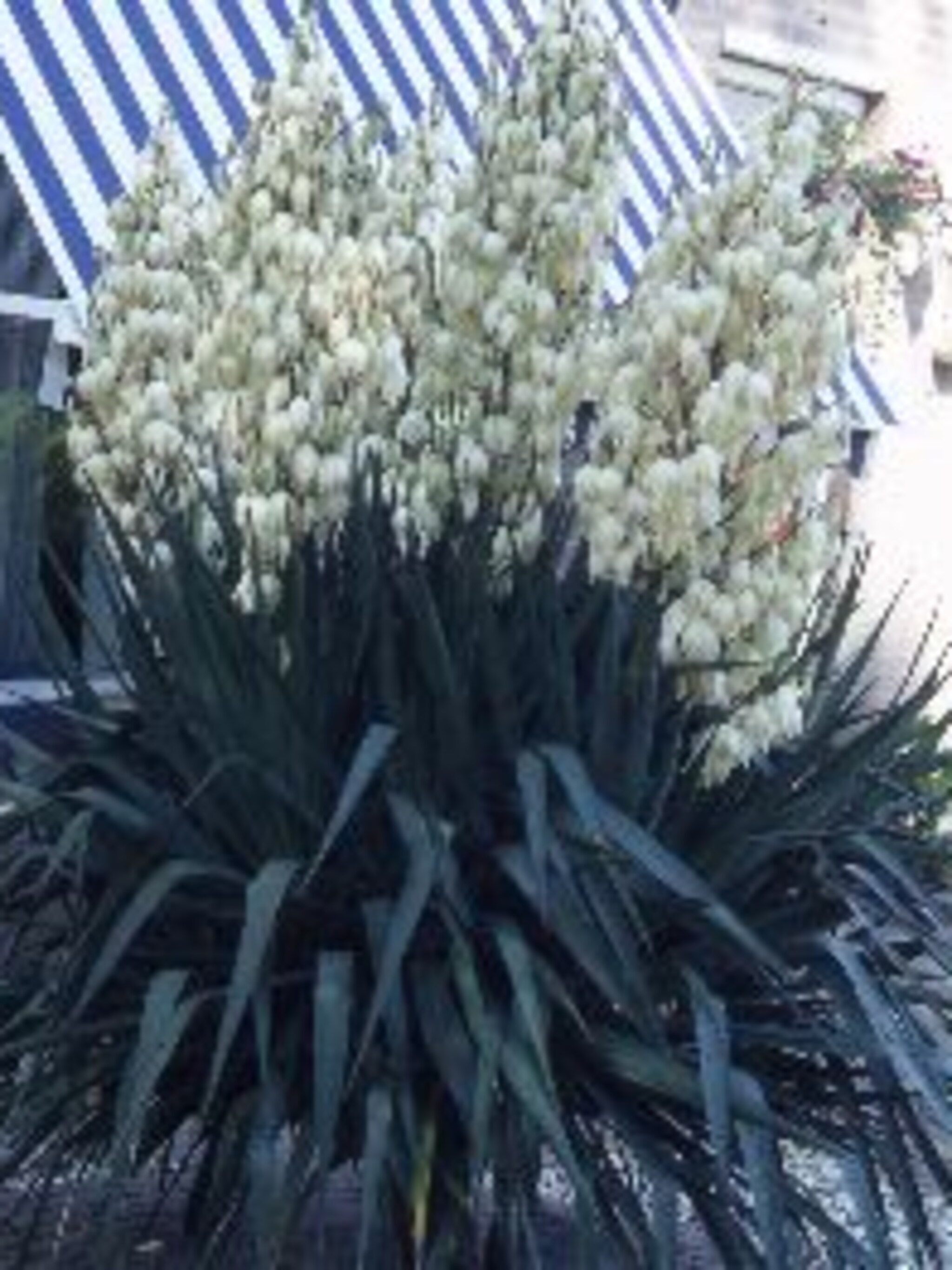 palmlelie yucca flaccida