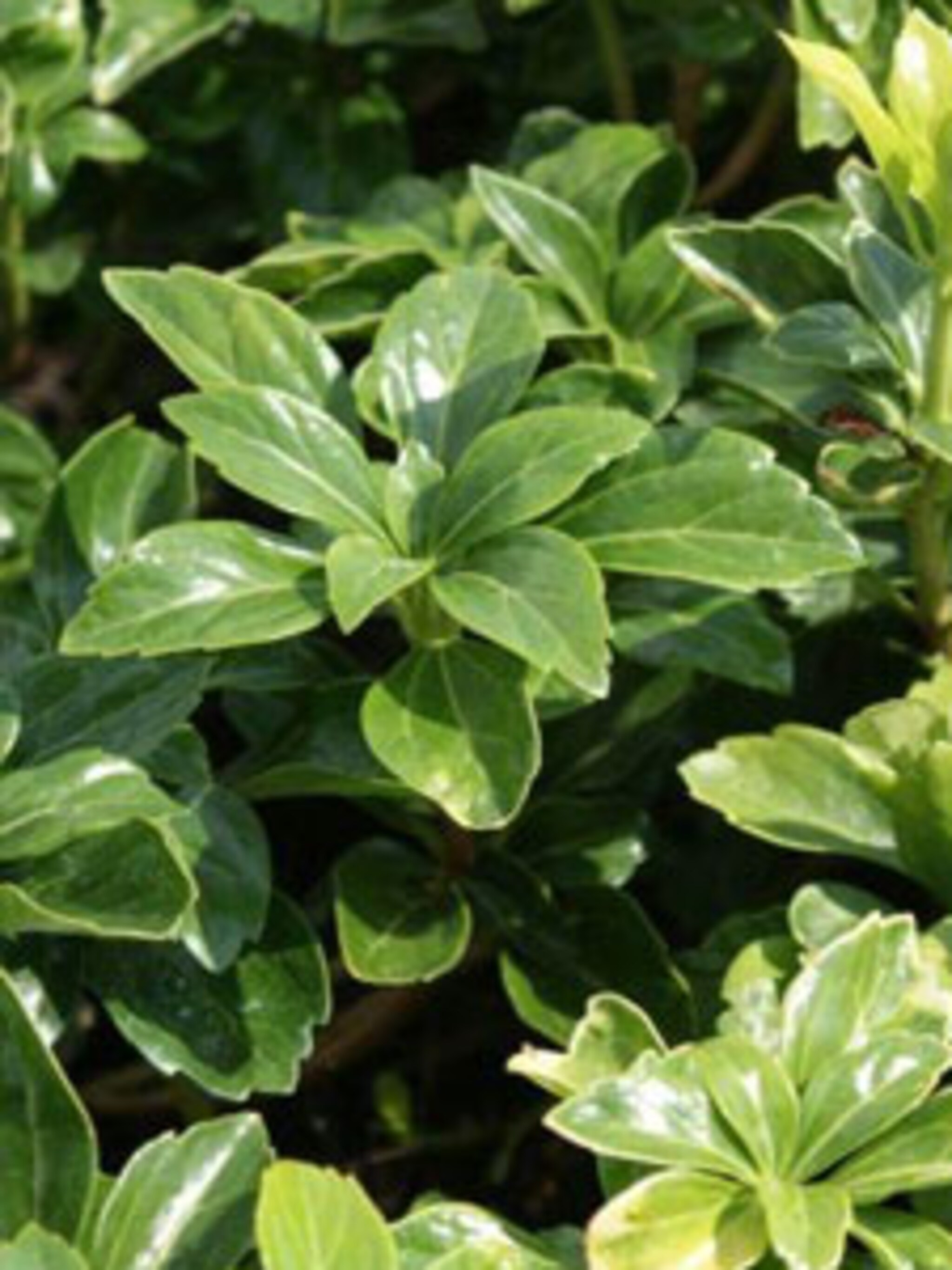pachysandra green sheen