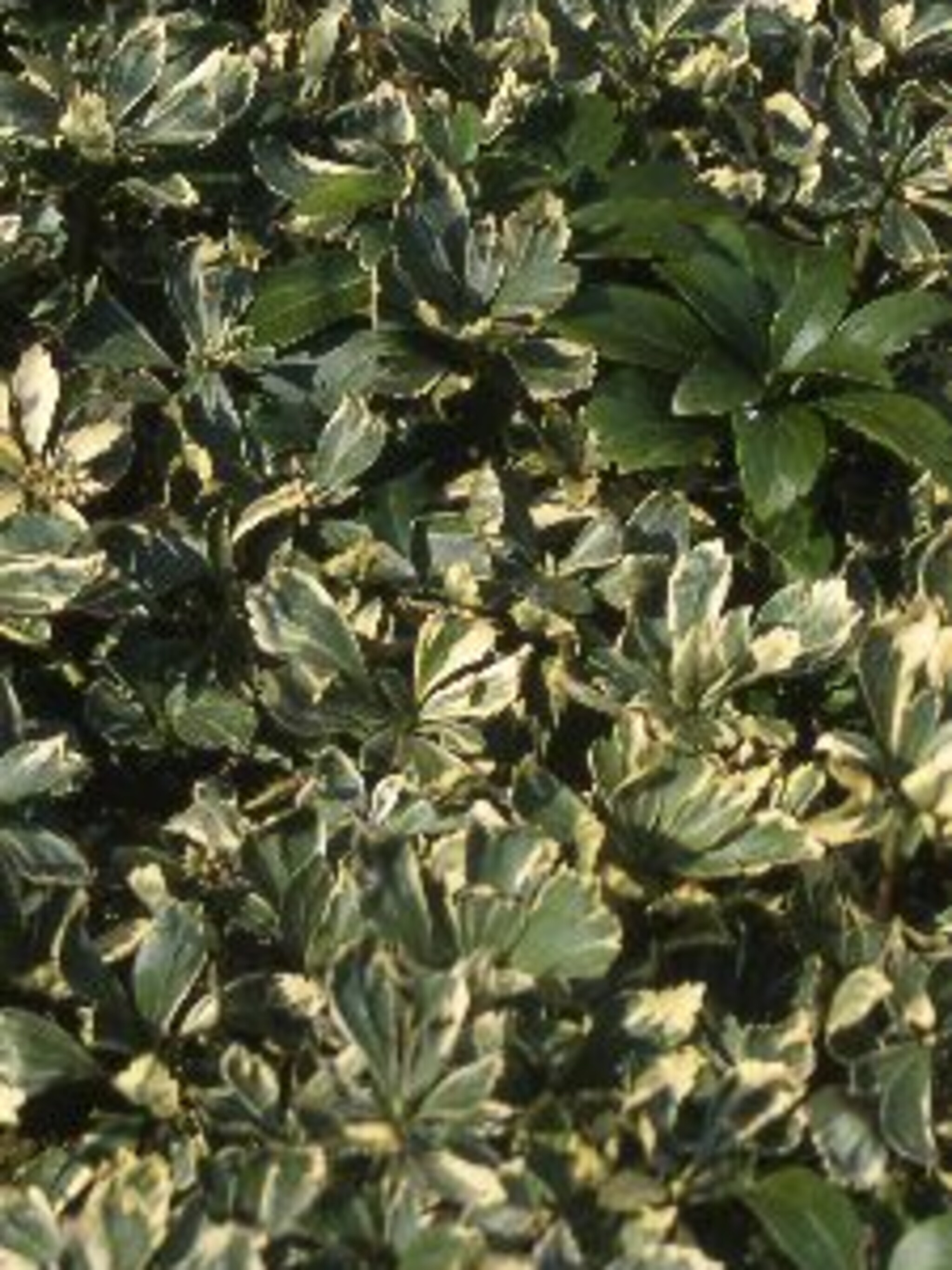 pachysandra variegata