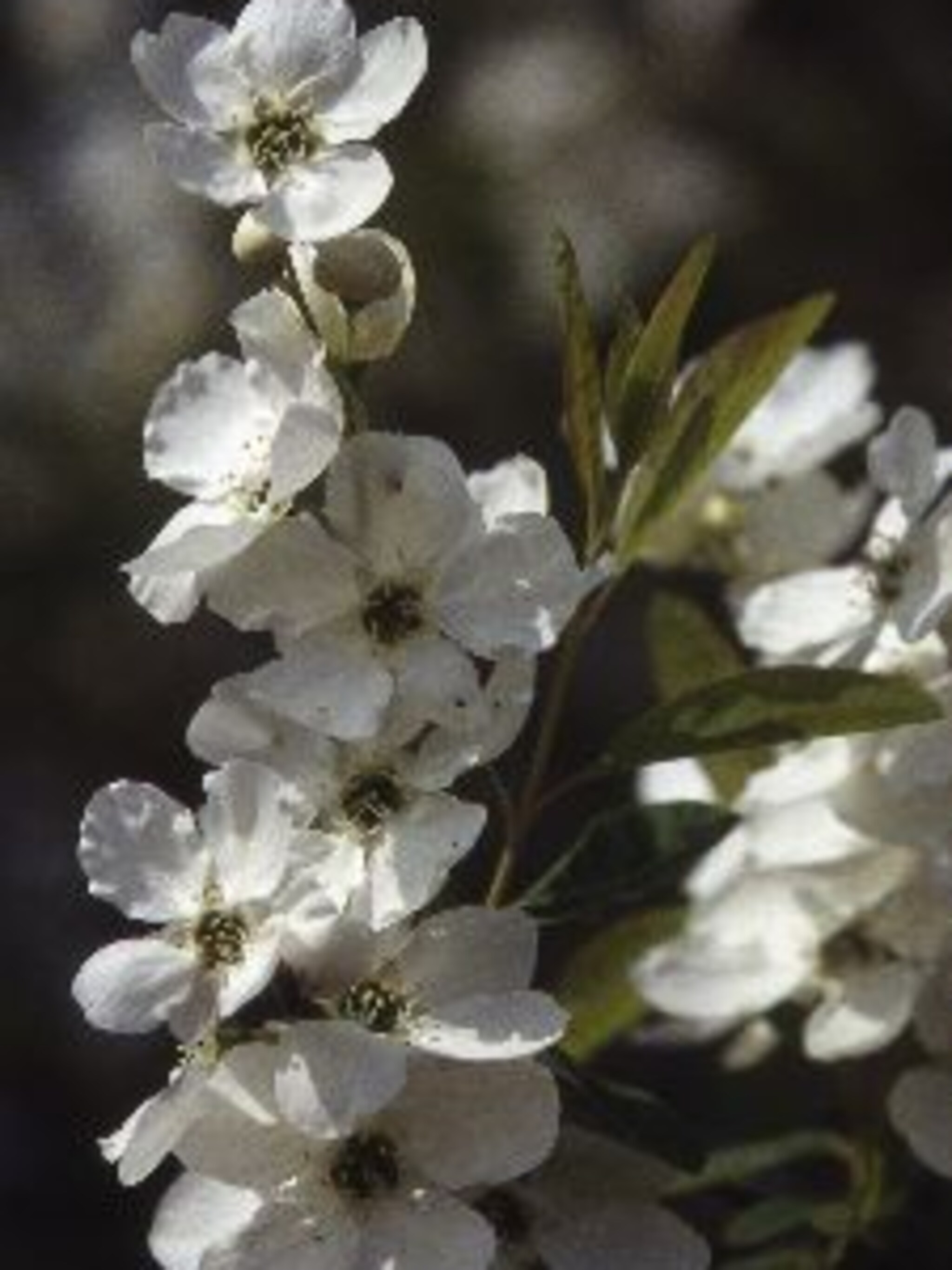 parelstruik exochorda racemosa