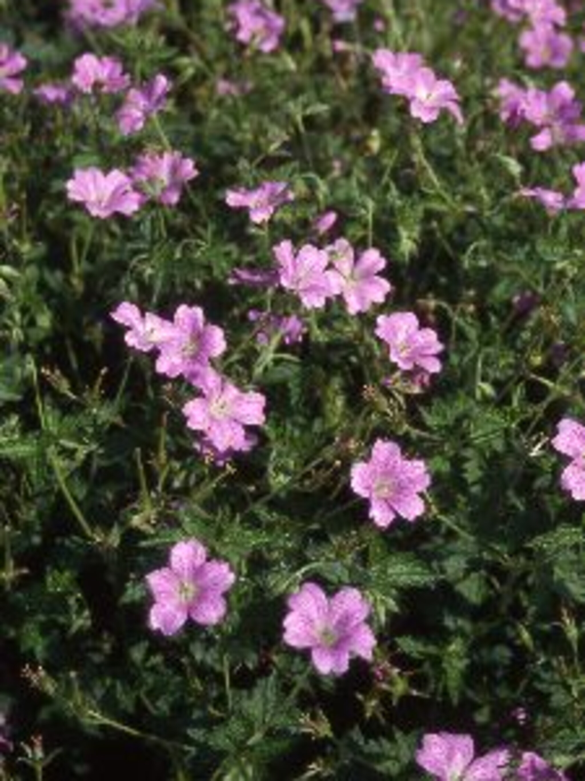 ooievaarsbek rose clair