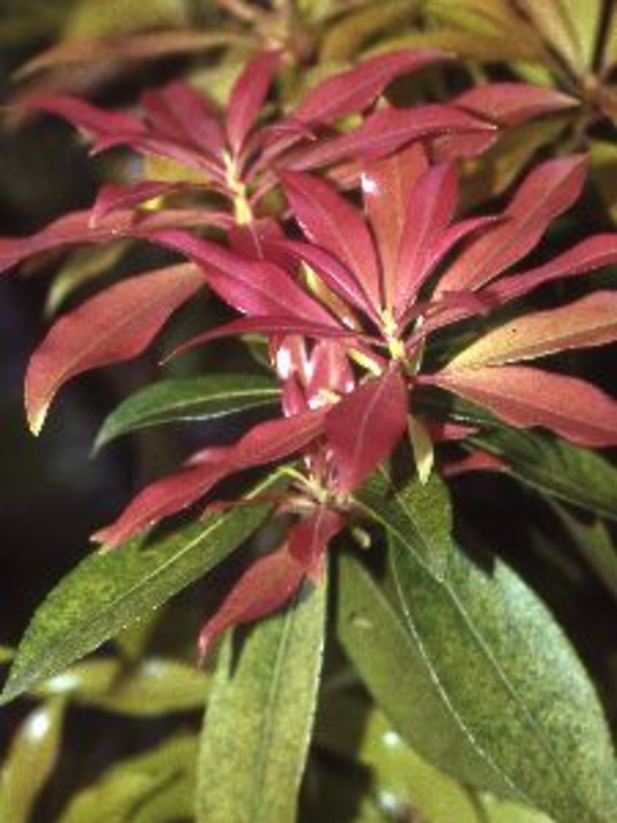 pieris forest flame