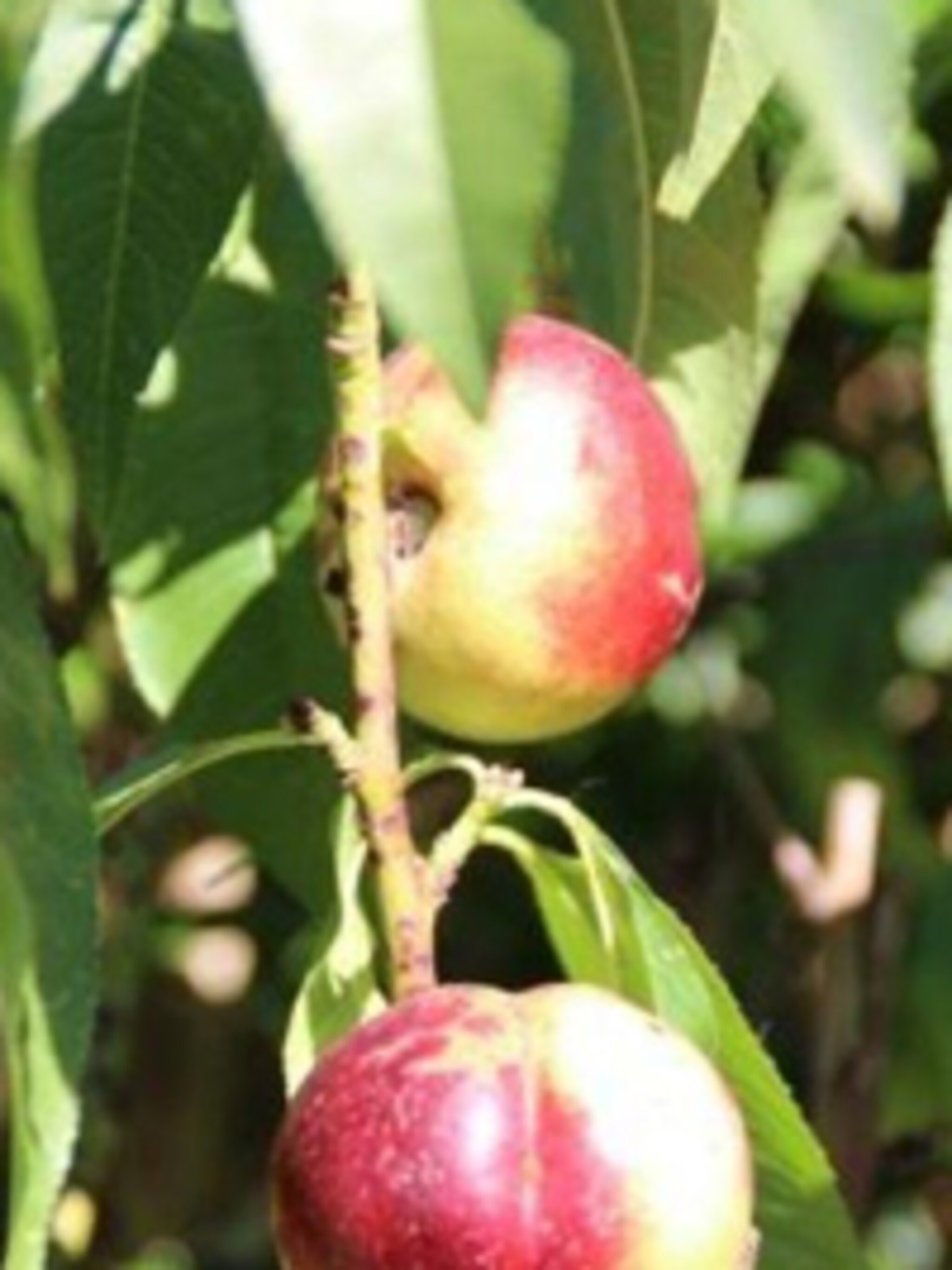 perzik prunus