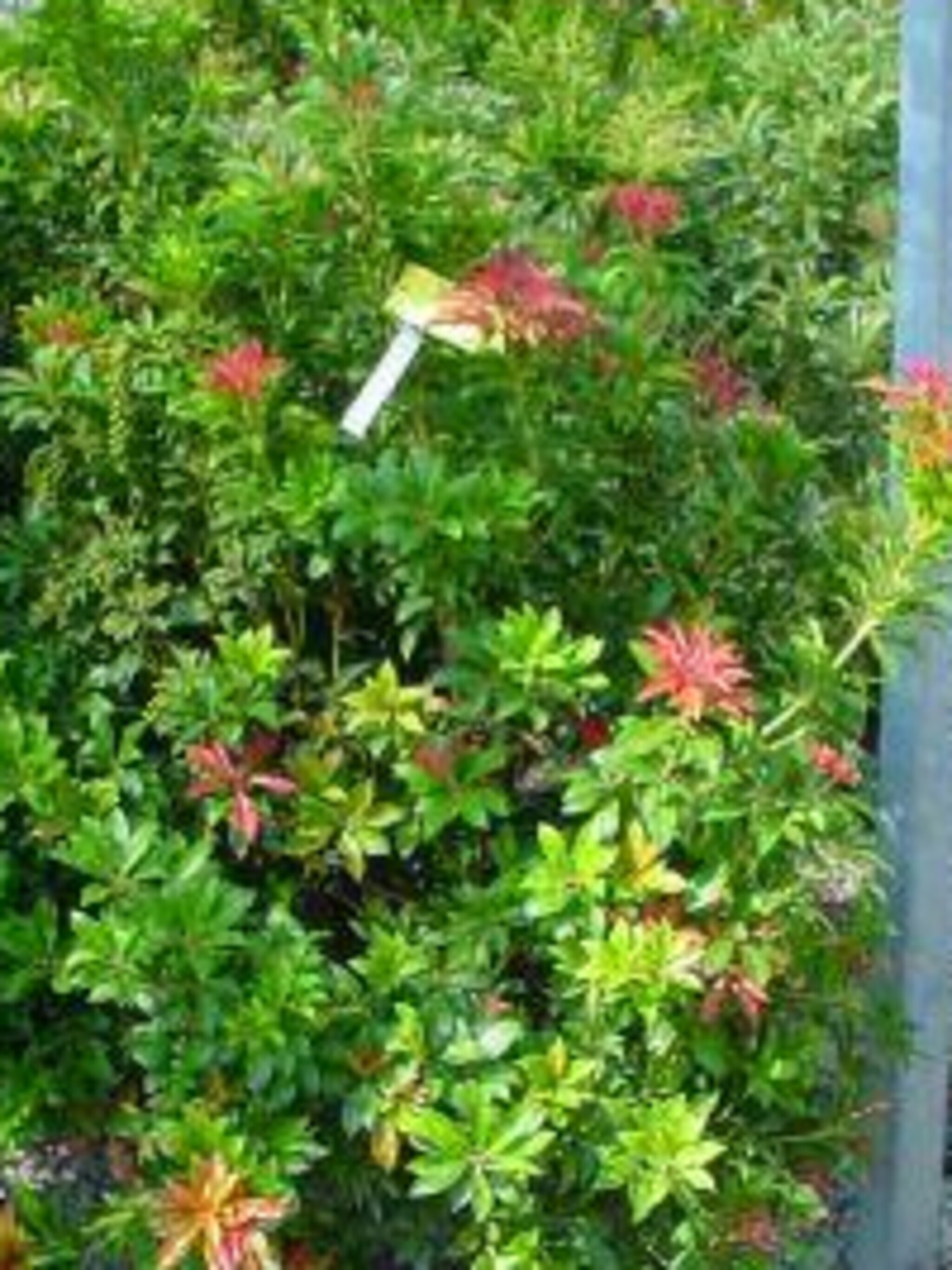 pieris mountain fire