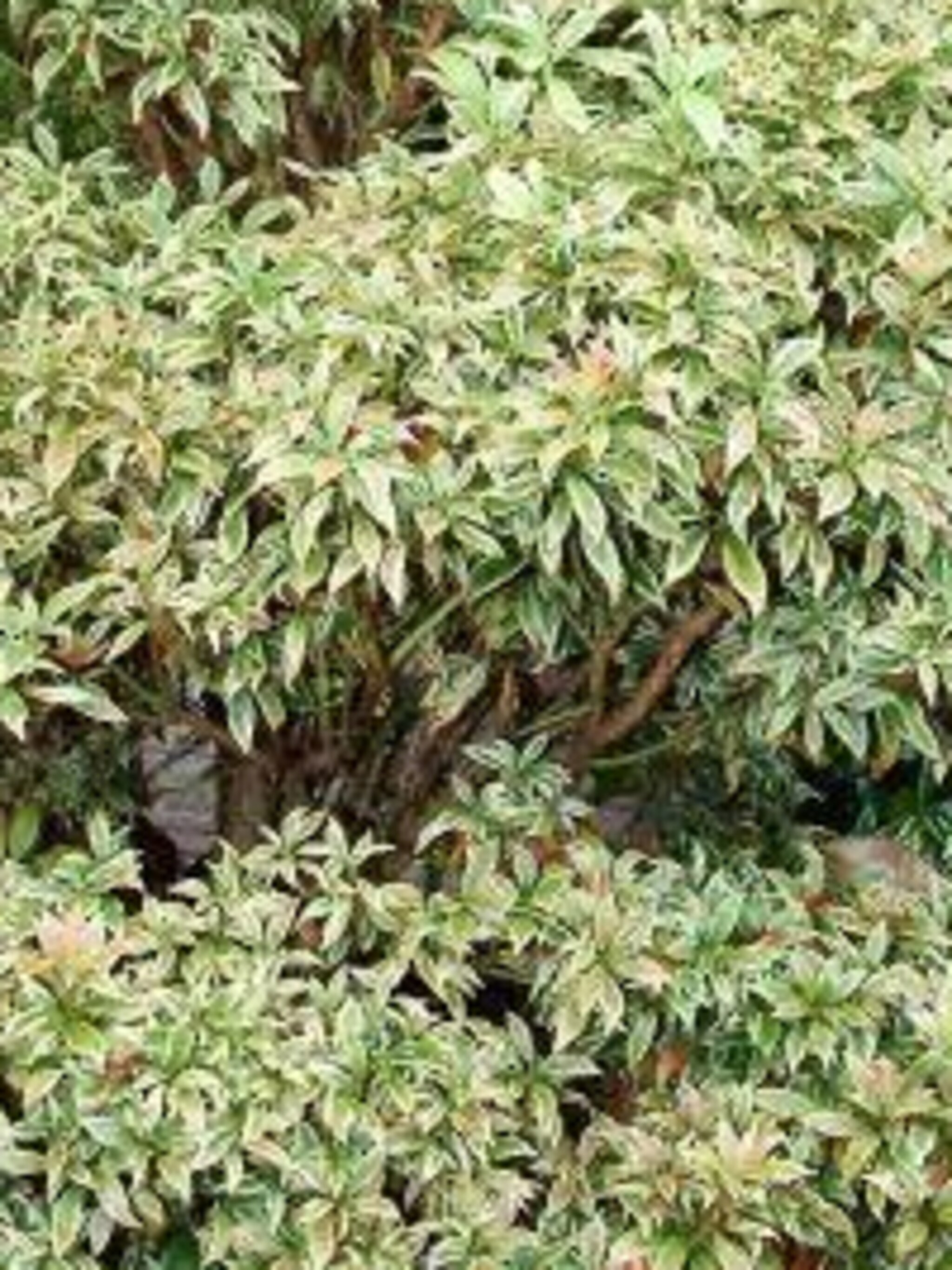 pieris pieris japonica