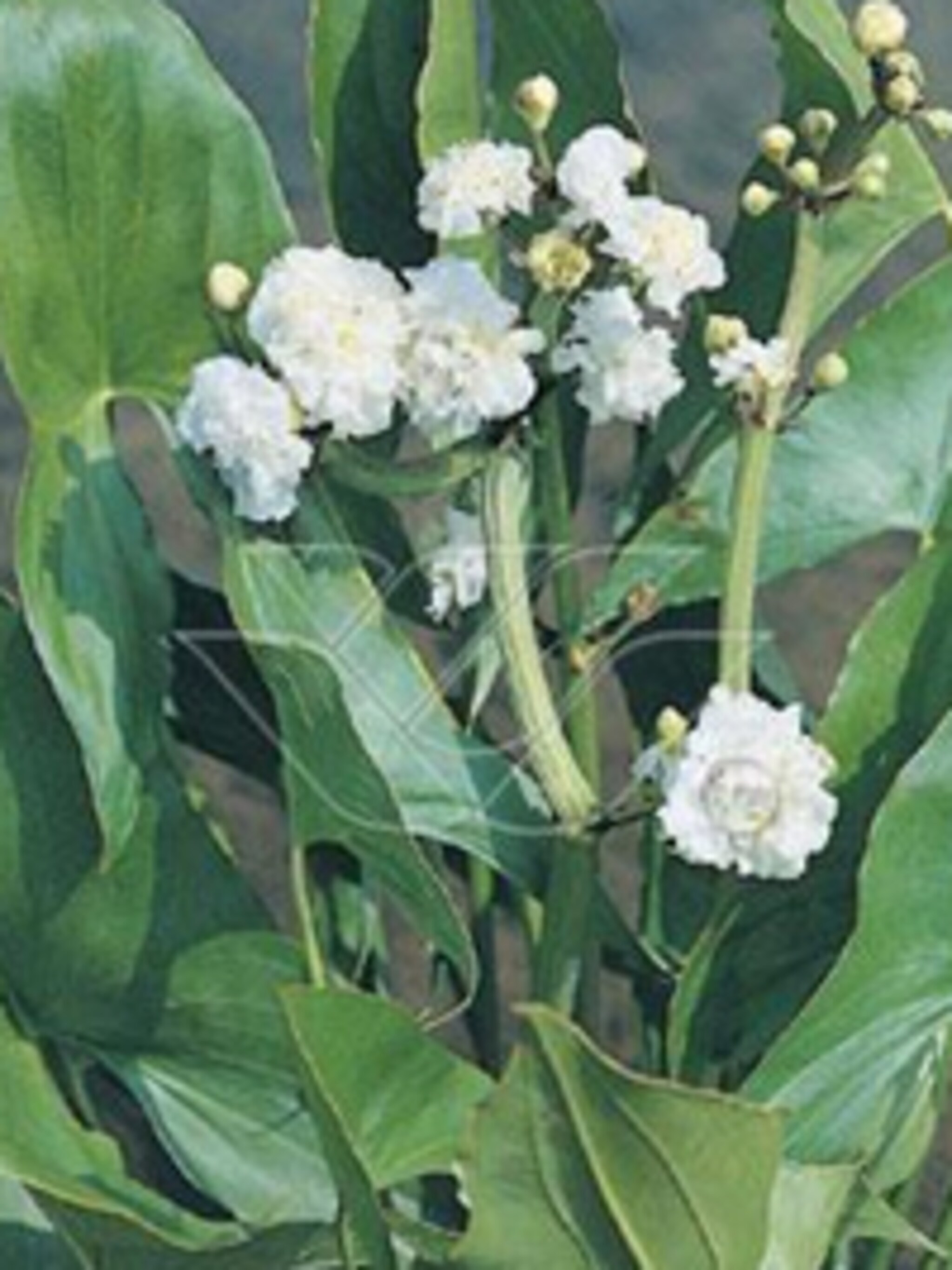 pijlkruid flore pleno