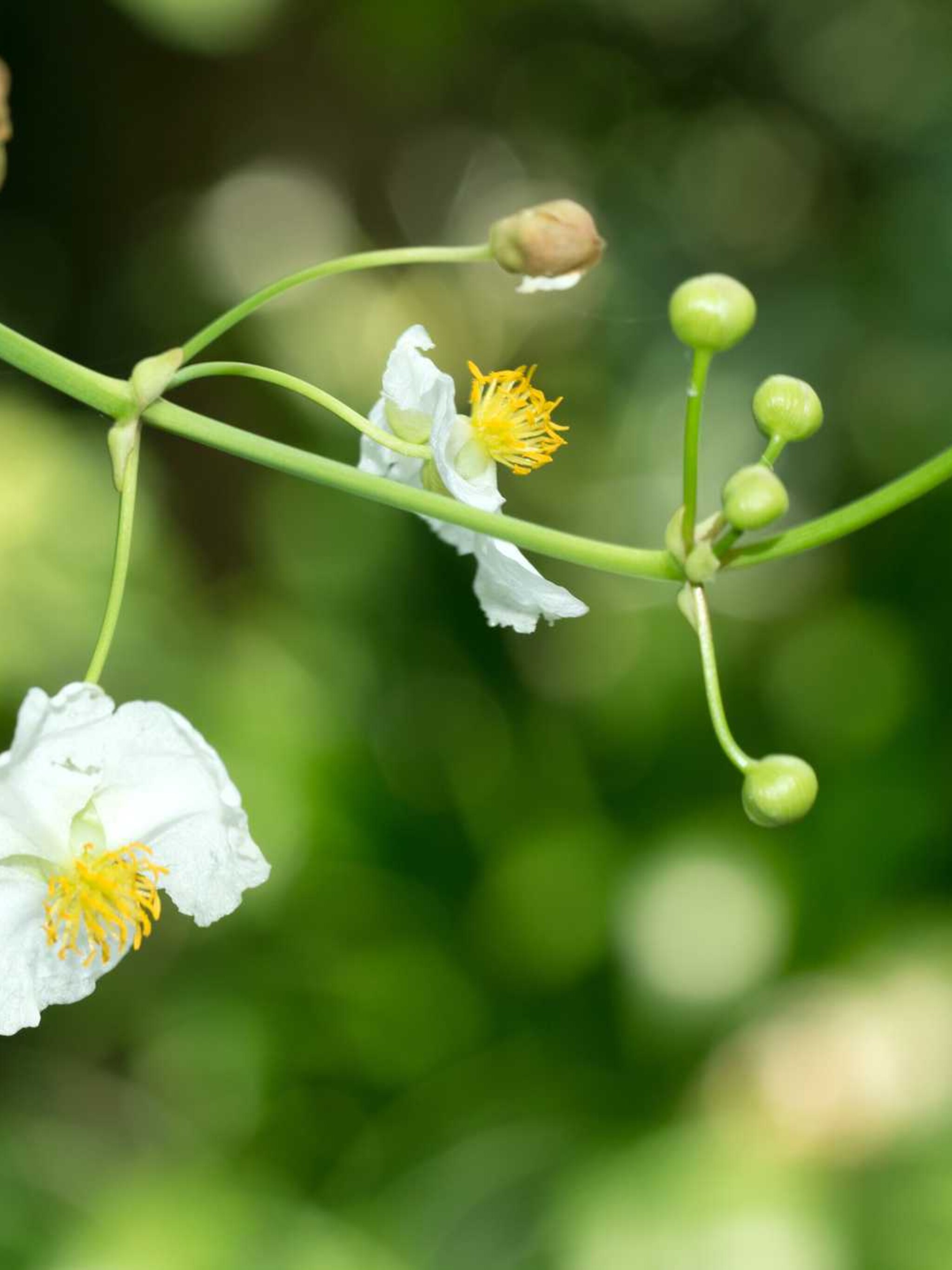 pijlkruid sagittaria latifolia