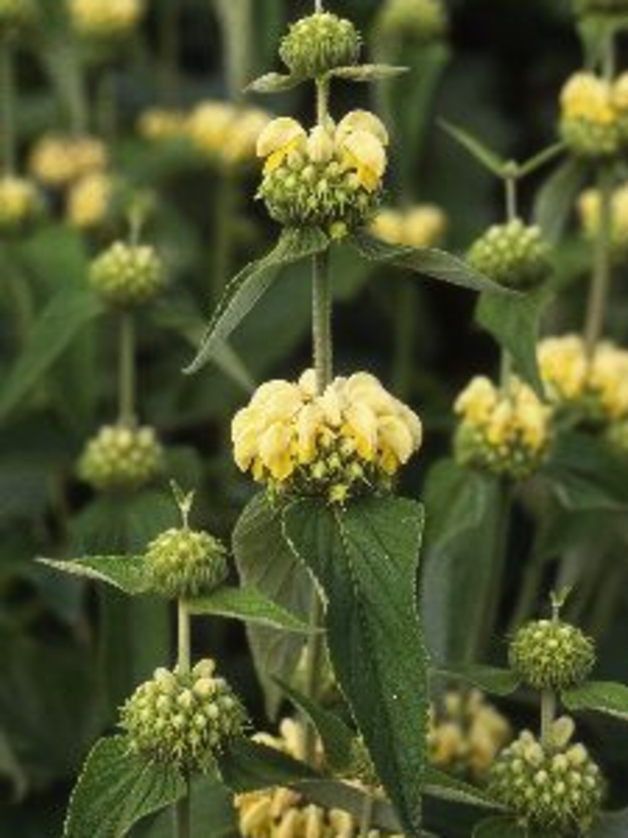 phlomis phlomis russeliana