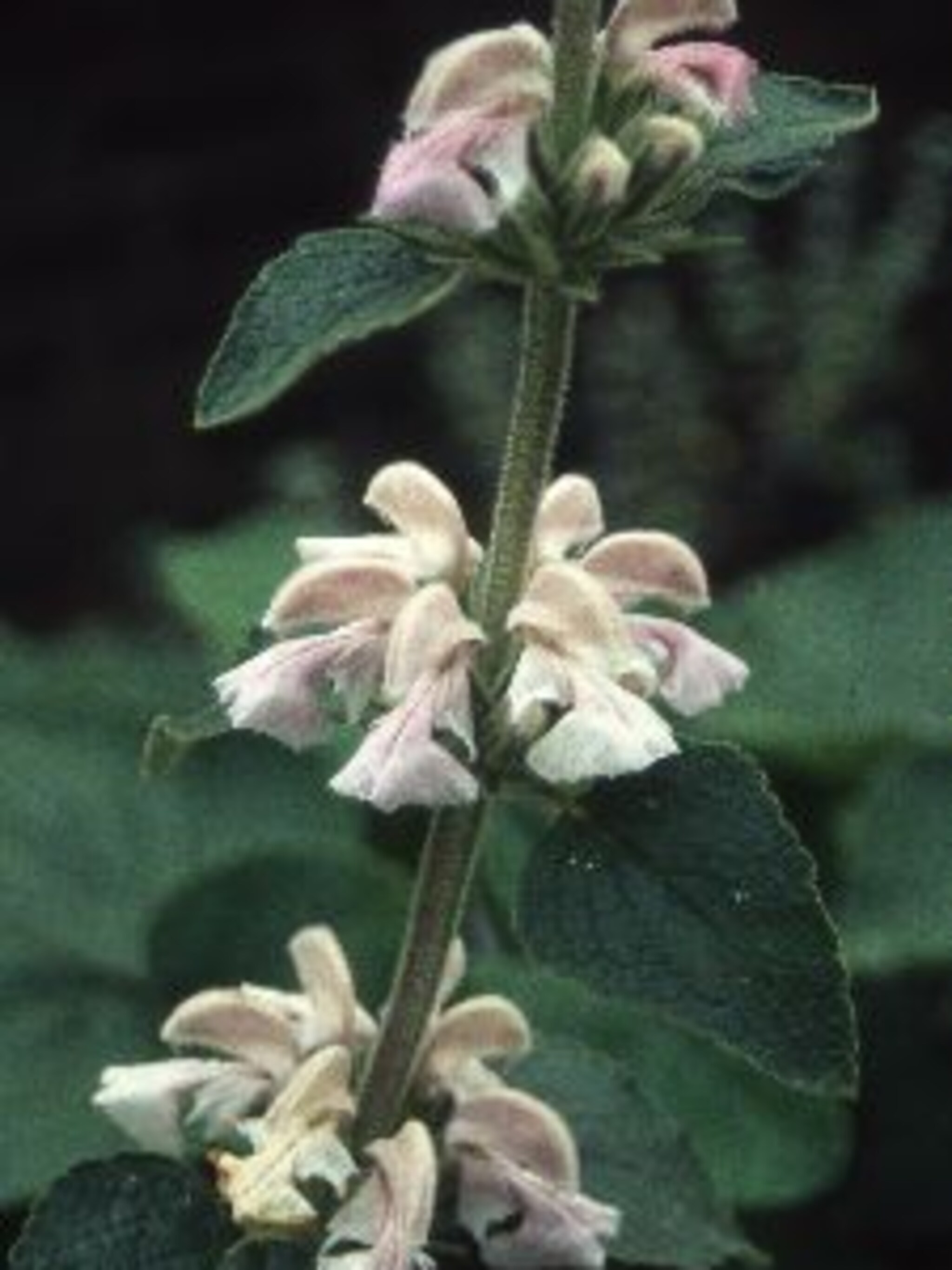 phlomis phlomis samia