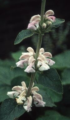 phlomis-phlomis-samia