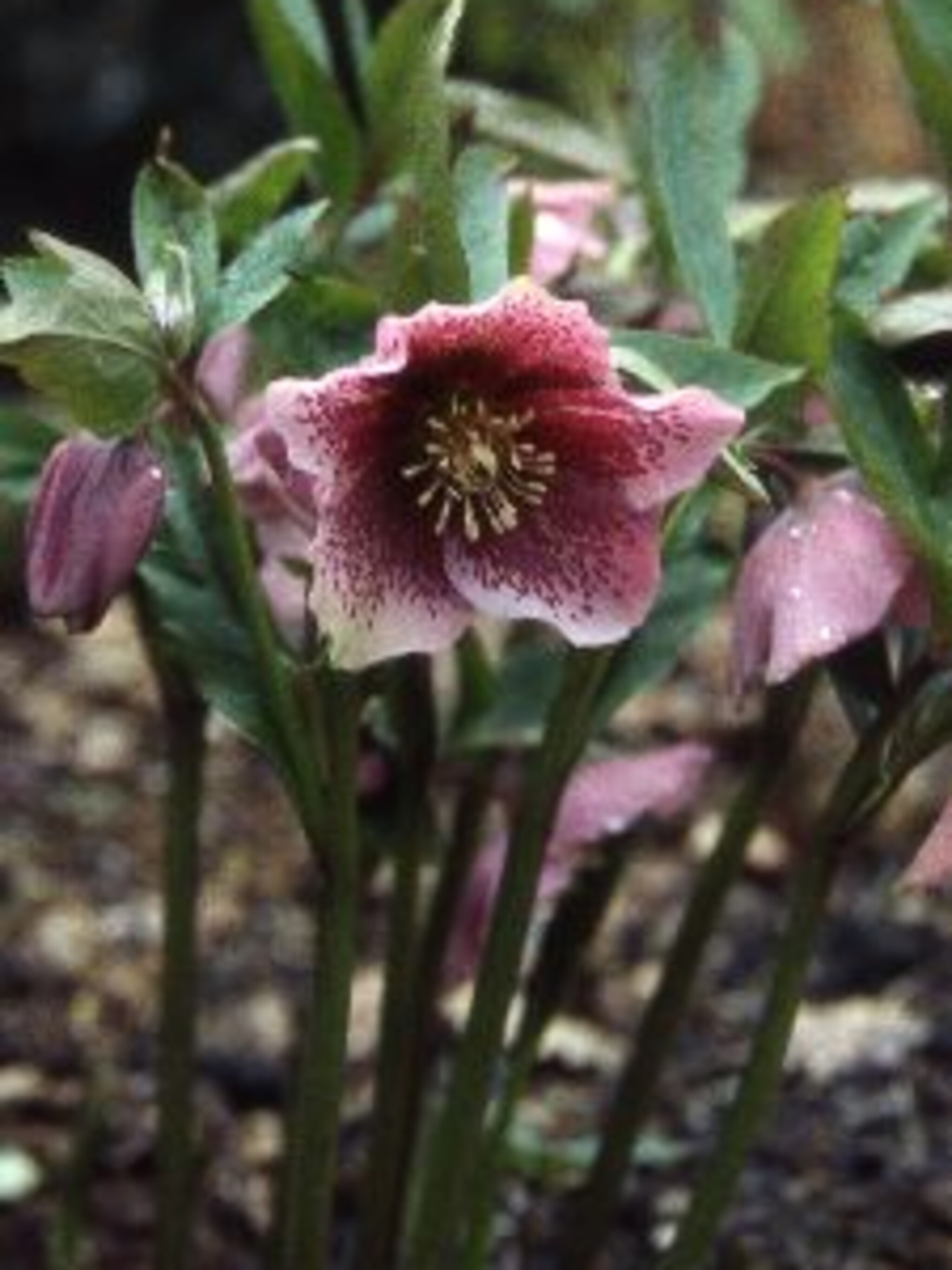 kerstroos helleborus orientalis ssp guttatus