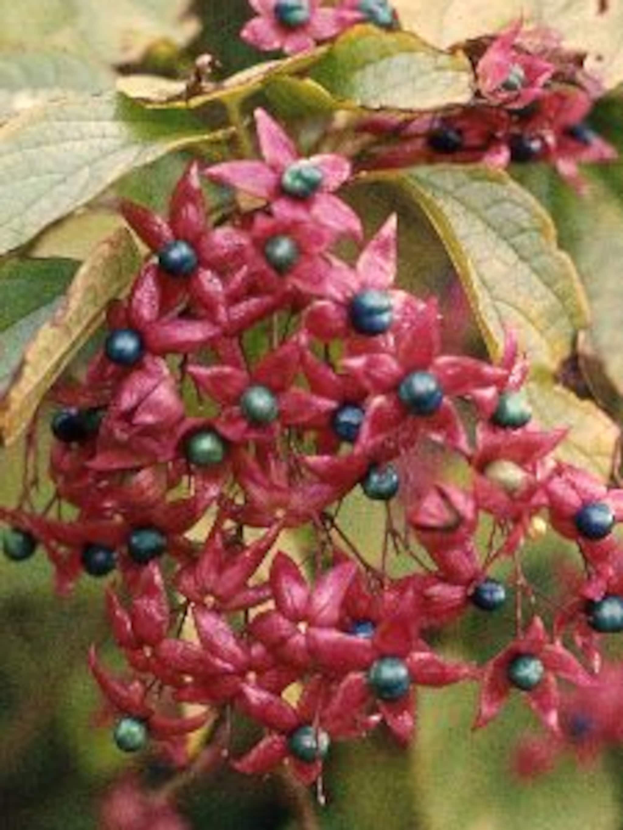 pindakaasboom clerodendrum trichotomum var fargesii