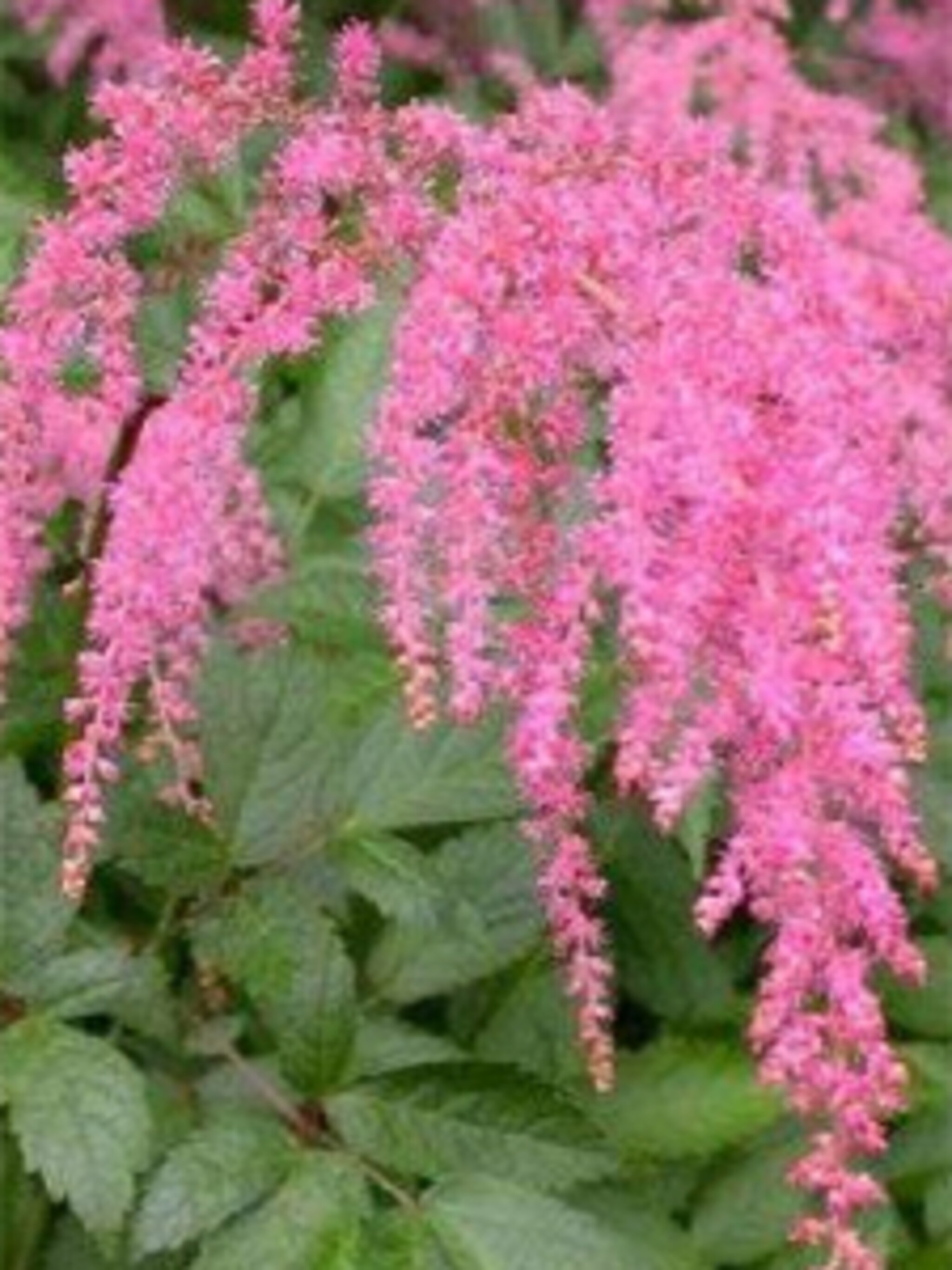 pluimspirea straussenfeder
