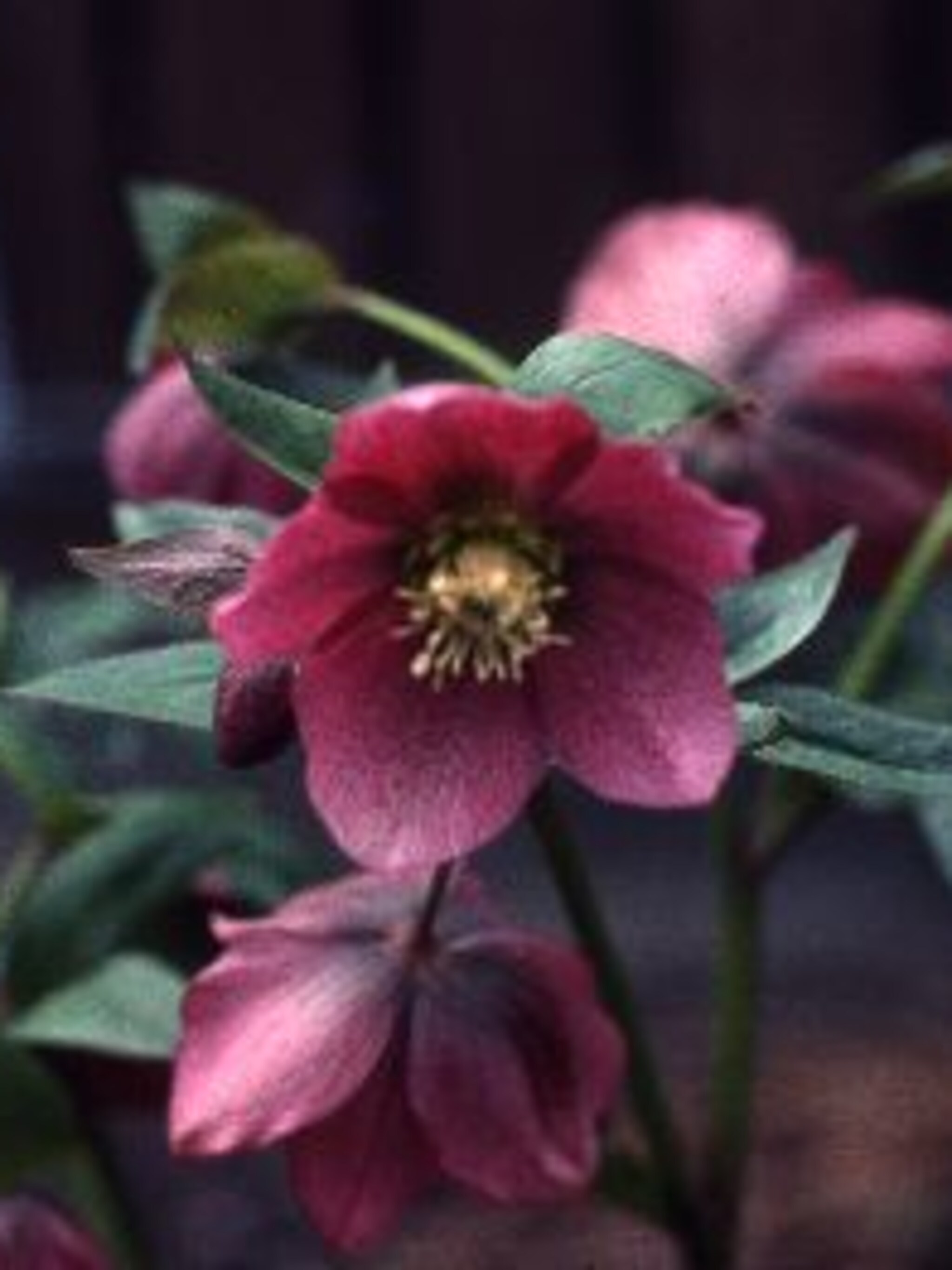 oosterse kerstroos helleborus