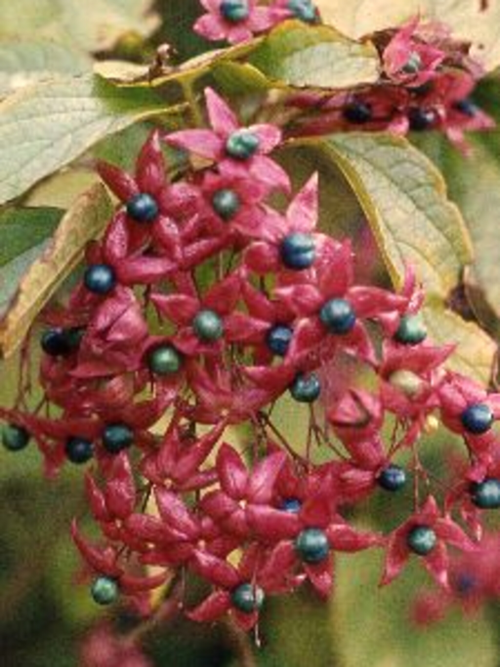 pindakaasboom clerodendrum trichotomum