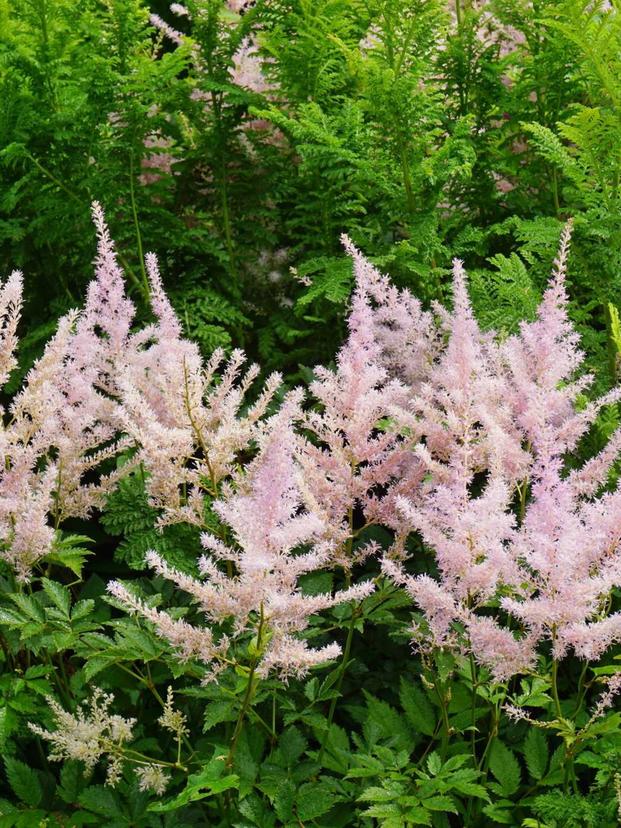 pluimspirea bronze elegans