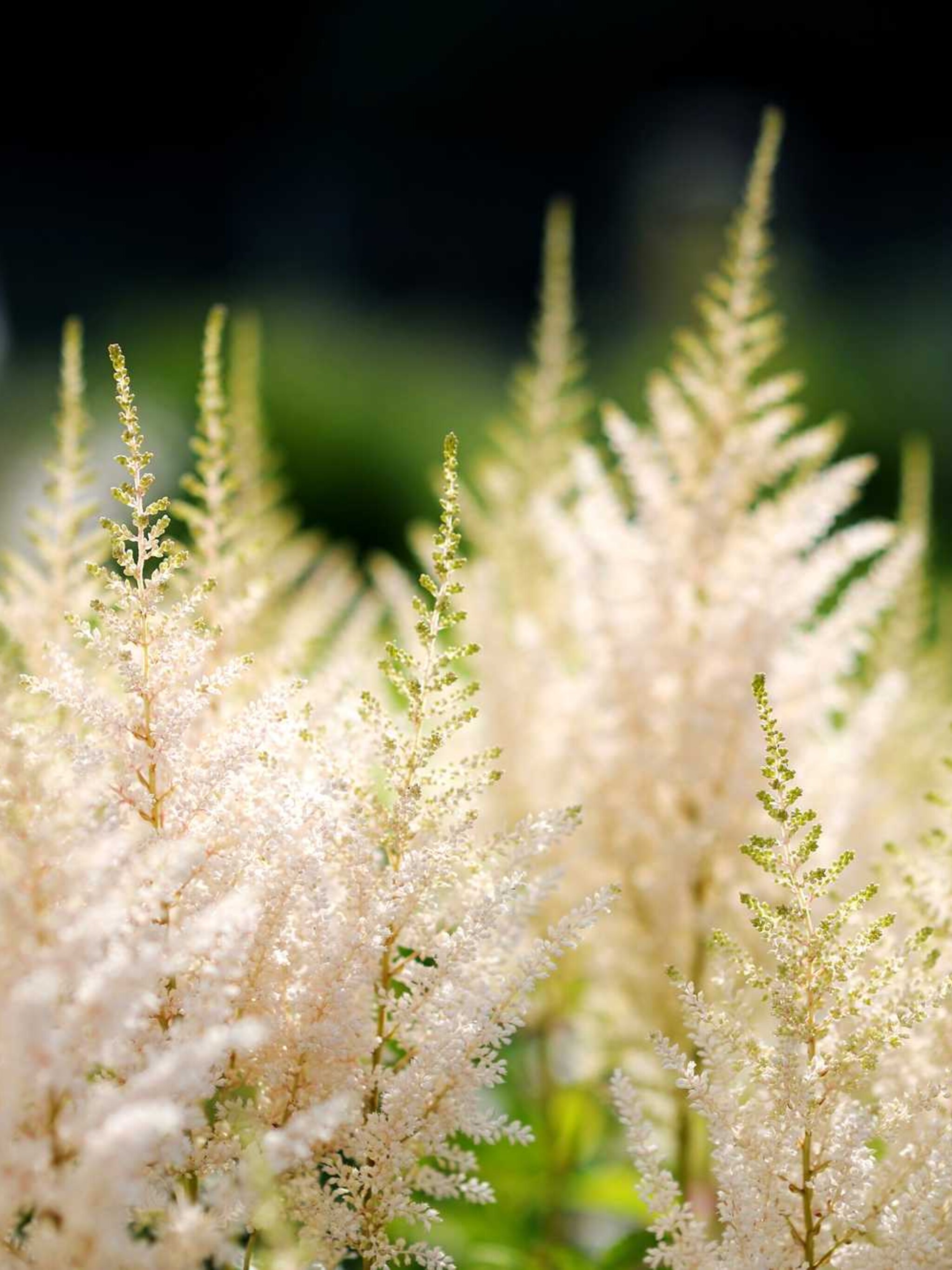 pluimspirea praecox alba