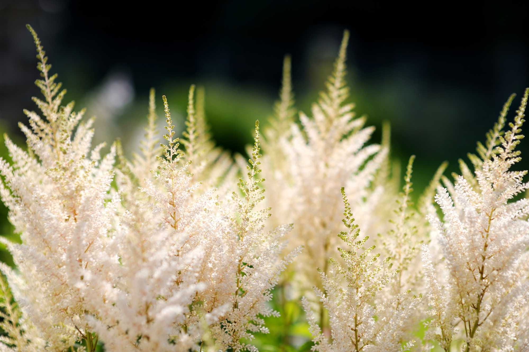 beeld vtwonen Shutterstock / MNStudio