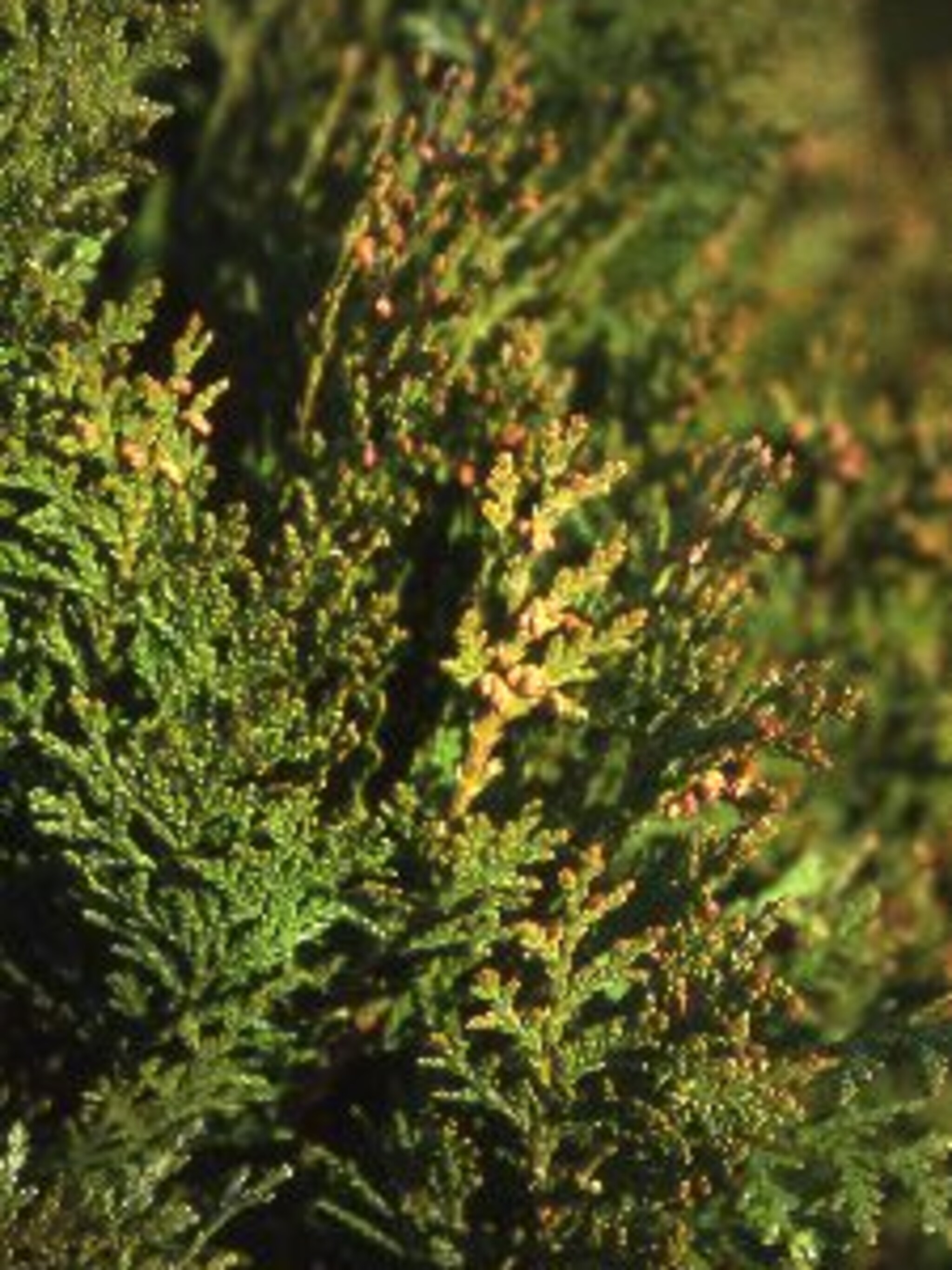 levensboom aurea nana