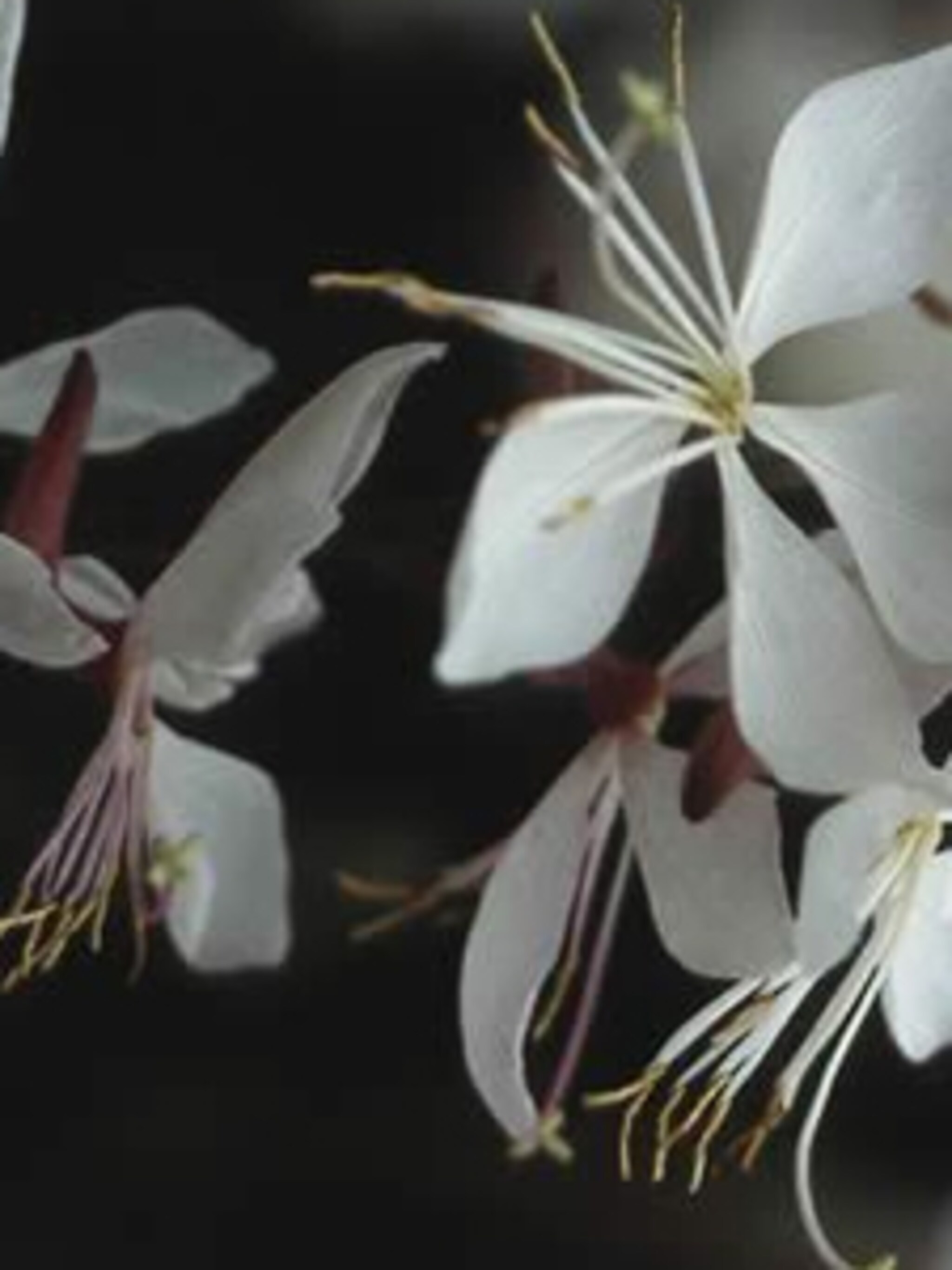 prachtkaars gaura lindheimeri
