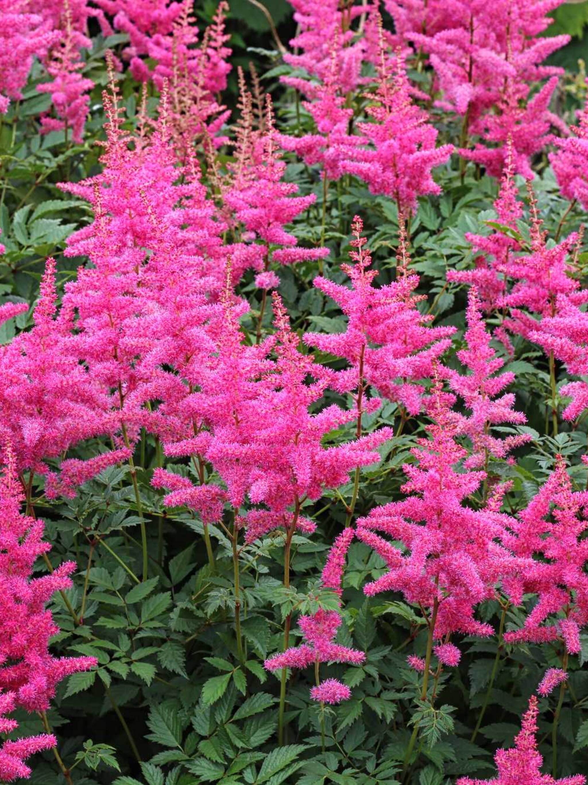 pluimspirea aphrodite