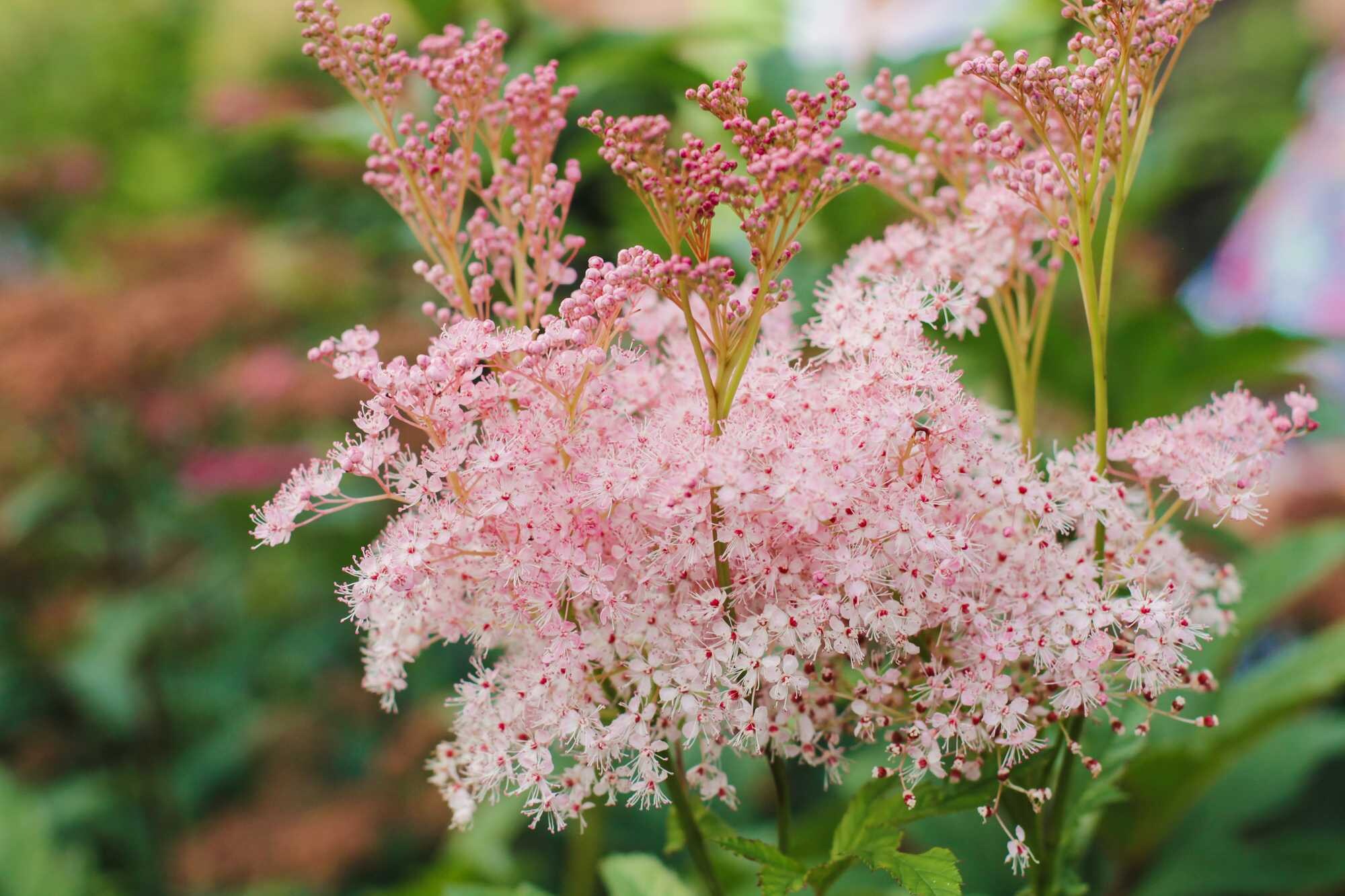 pluimspirea-inshriach-pink