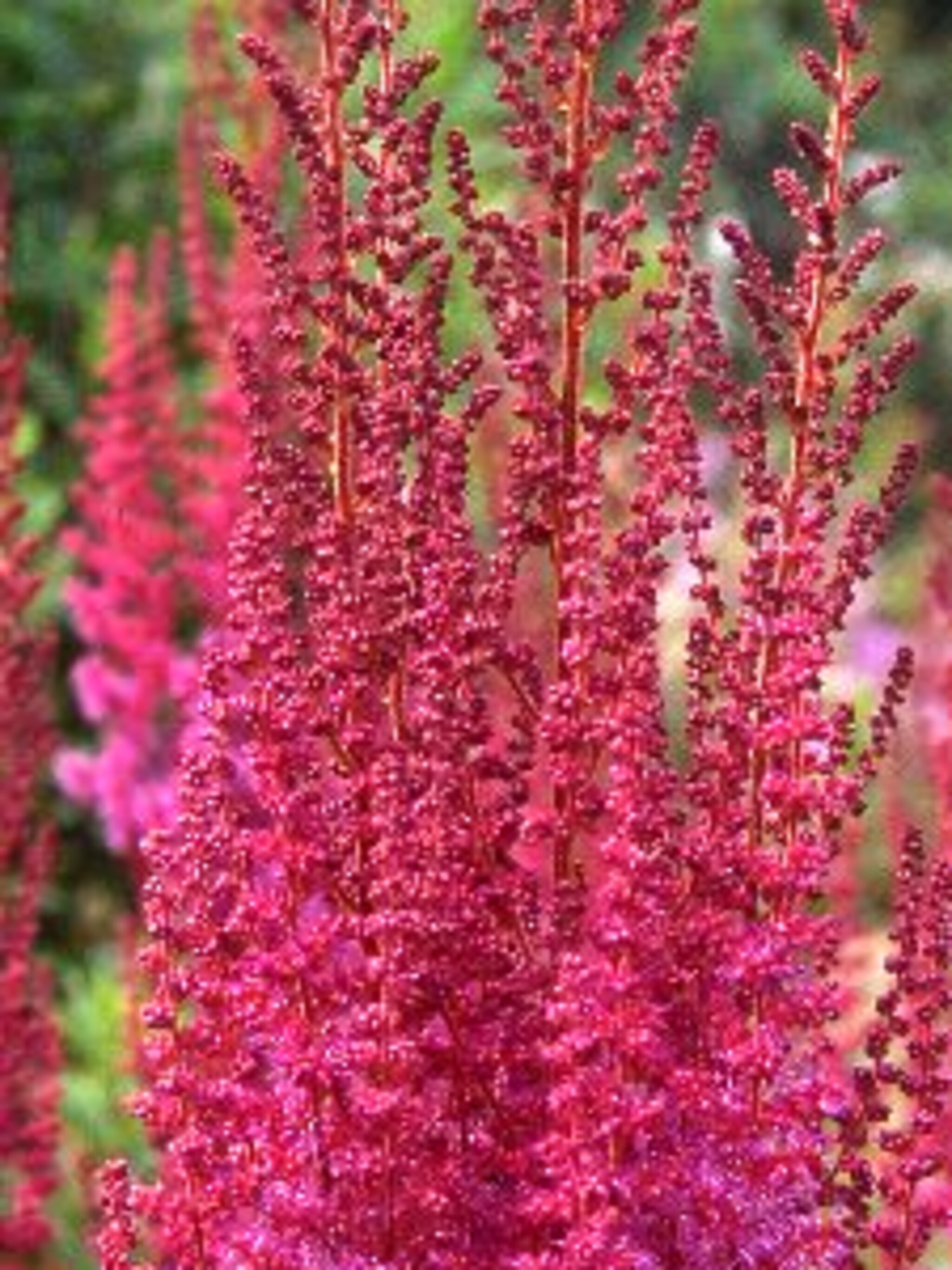 pluimspirea fleur