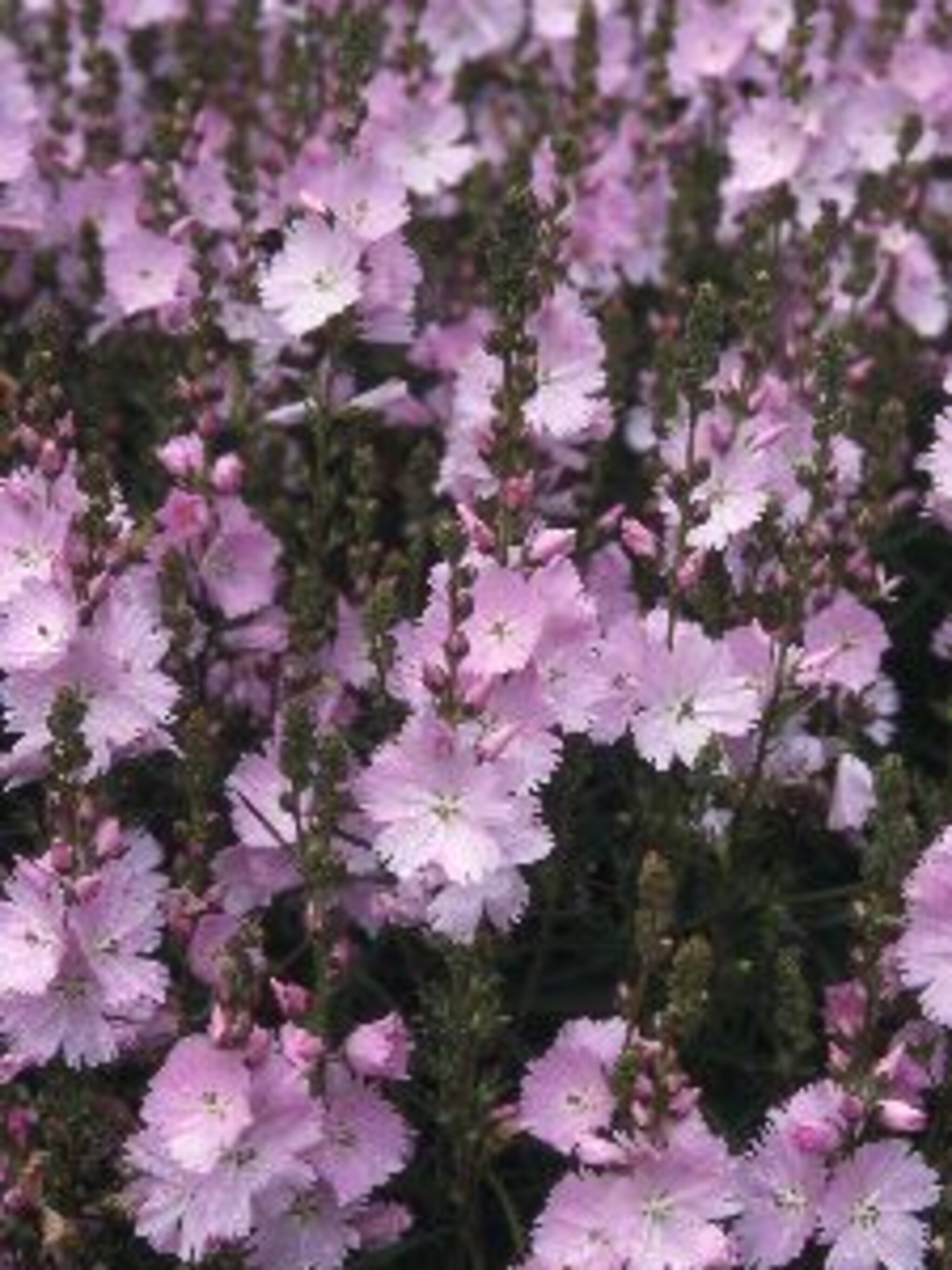 prairiemalva sidalcea