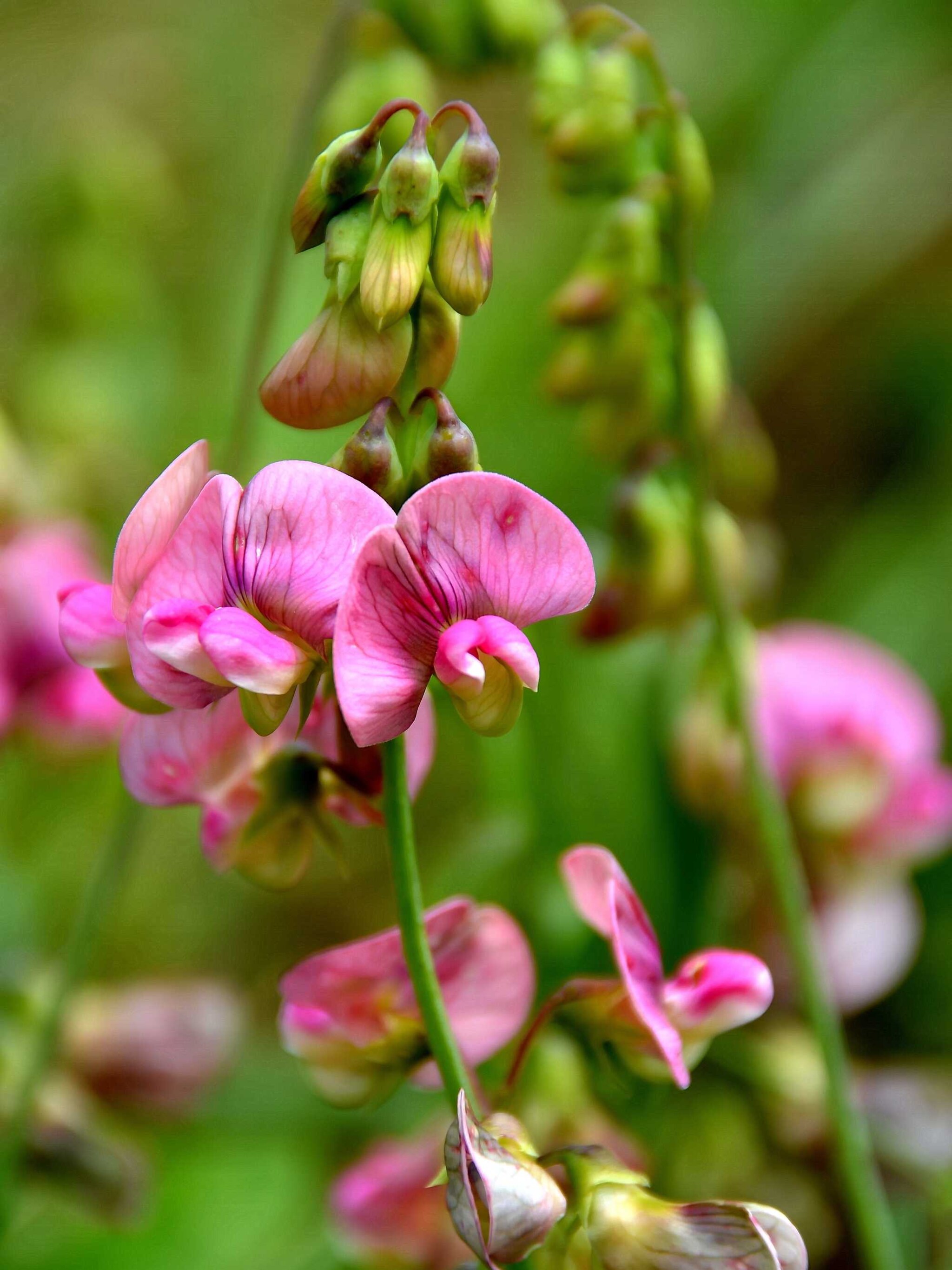 pronkerwt lathyrus latifolius