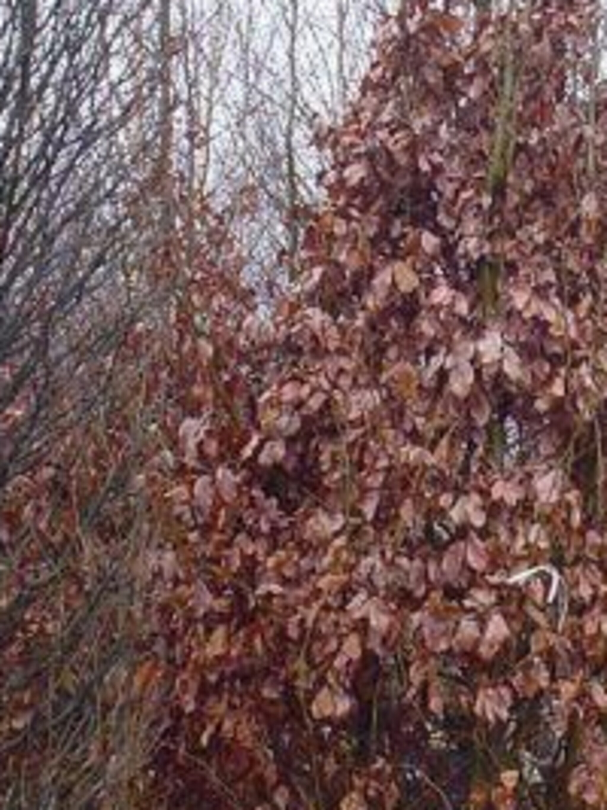 parrotia parrotia persica