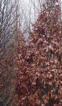 beeld vtwonen