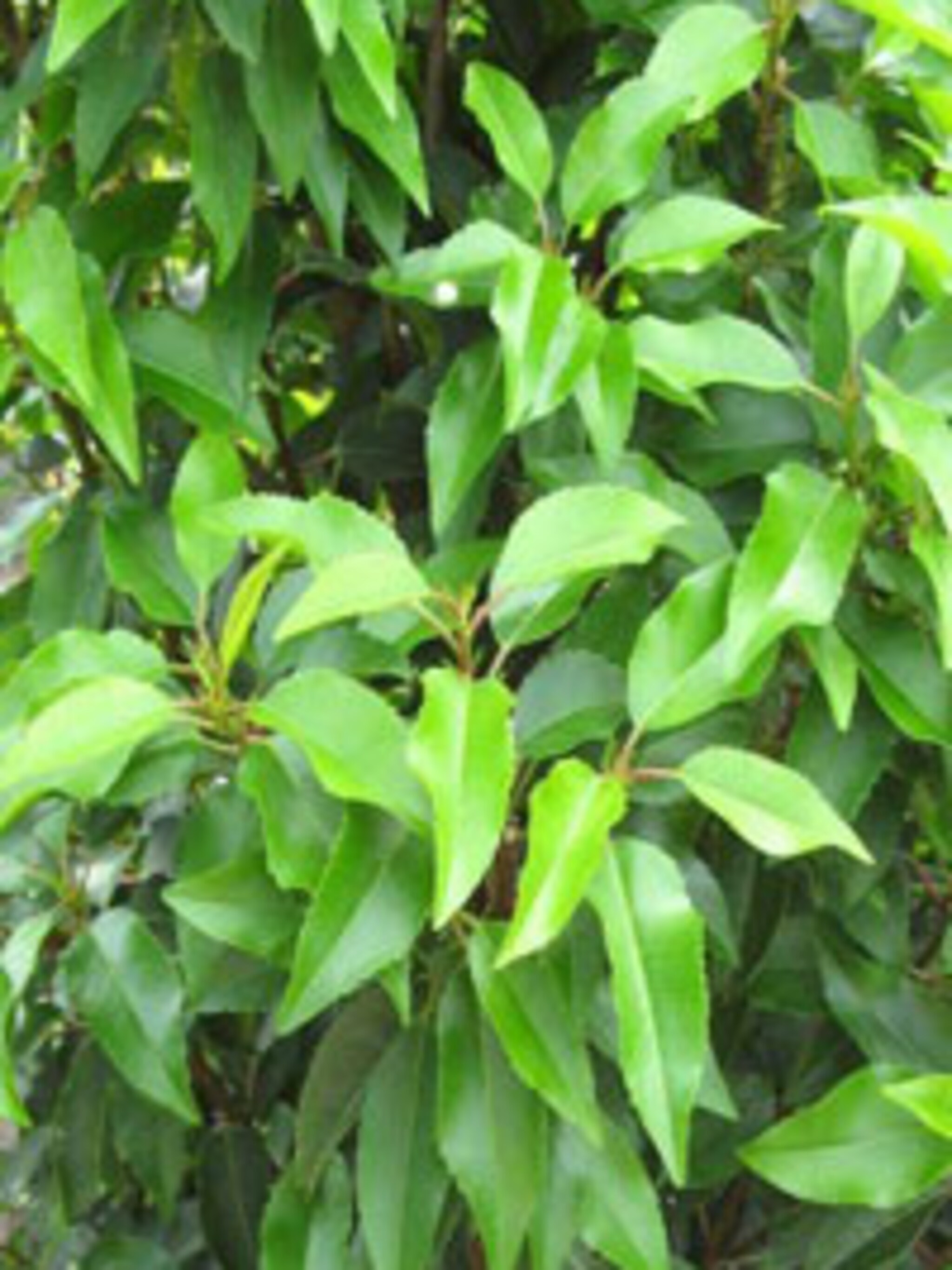 portugese laurierkers pronus lusitanica