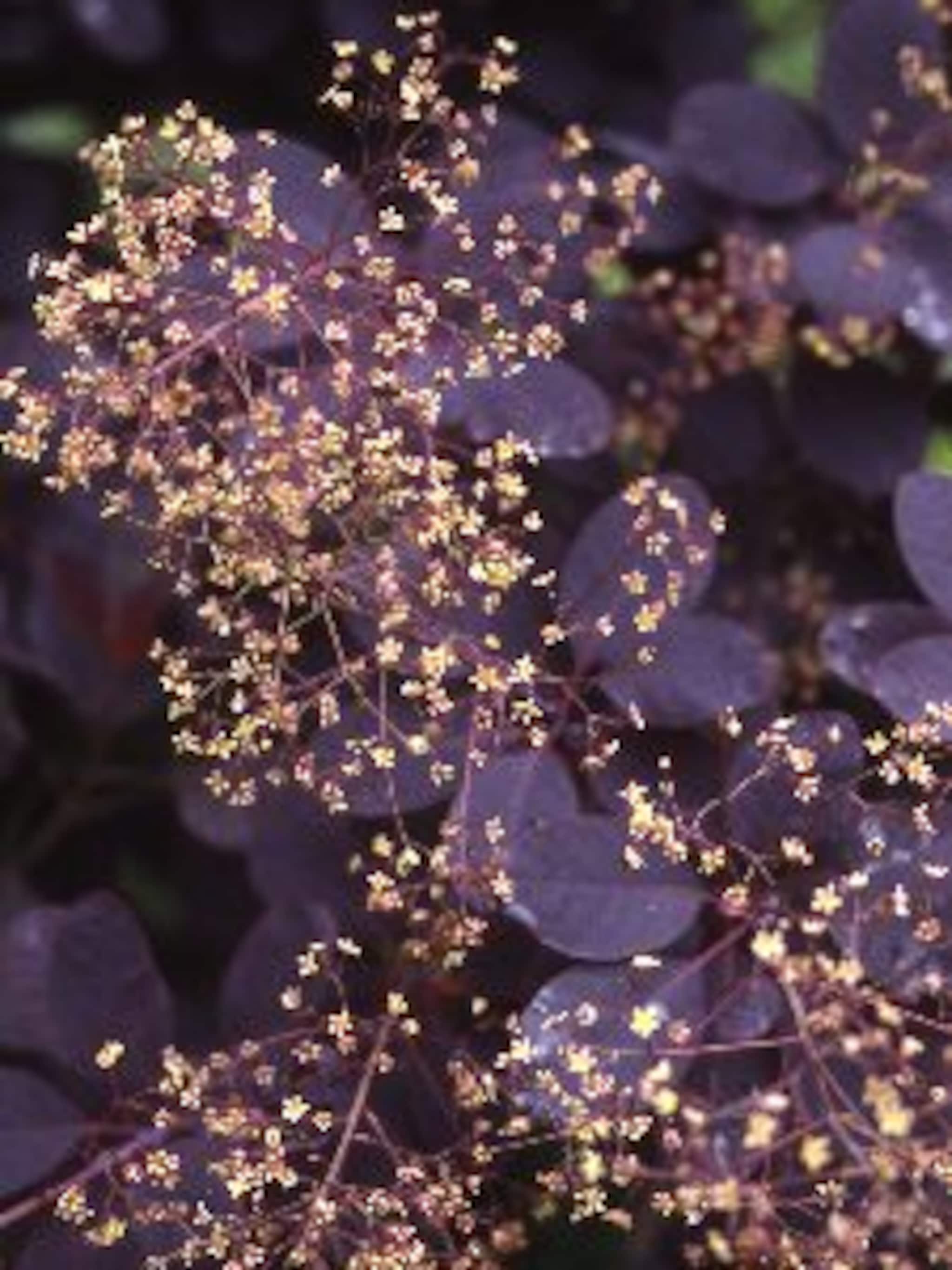 pruikenboom royal purple