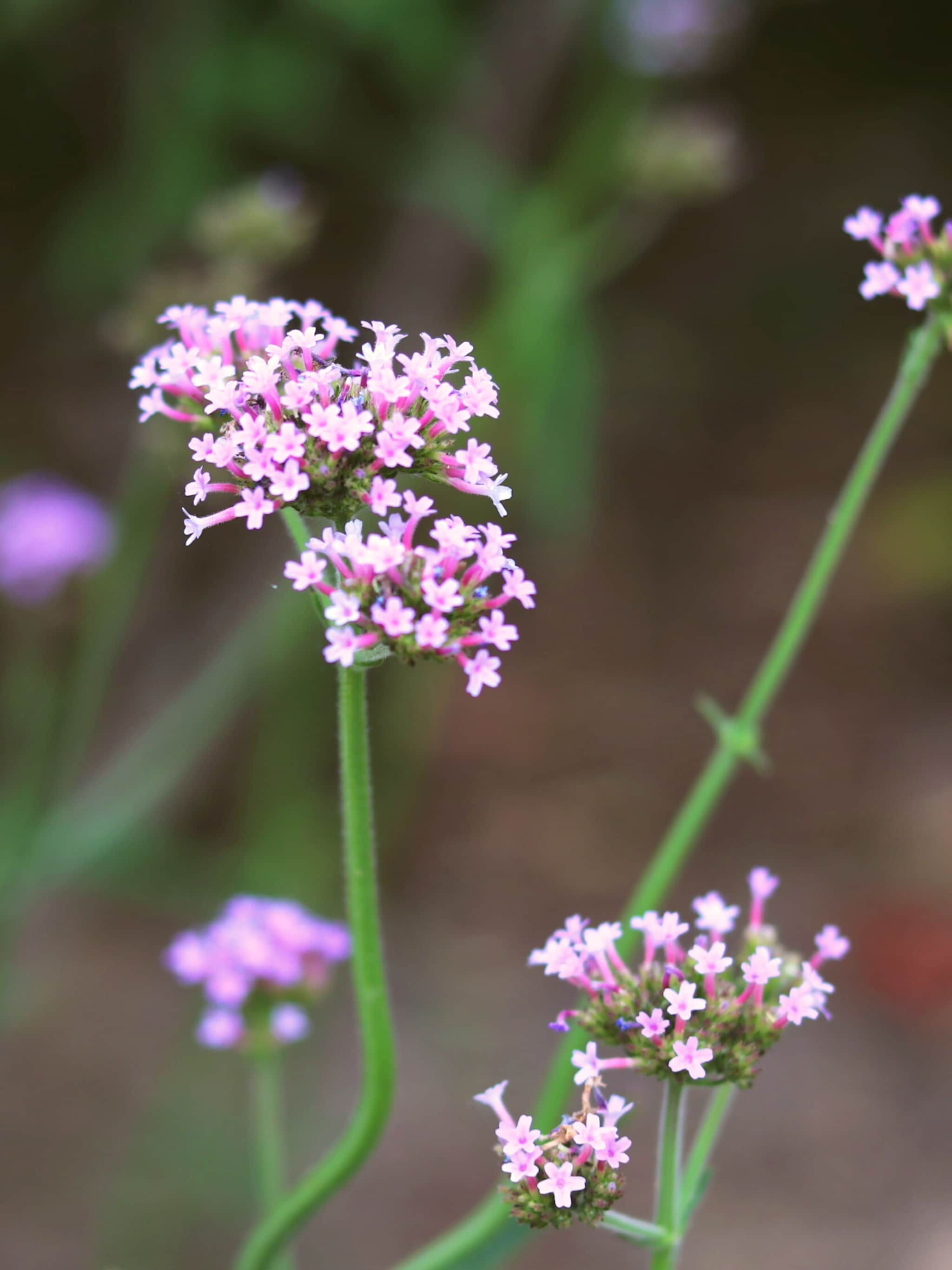 ijzerhard verbena bonariensis