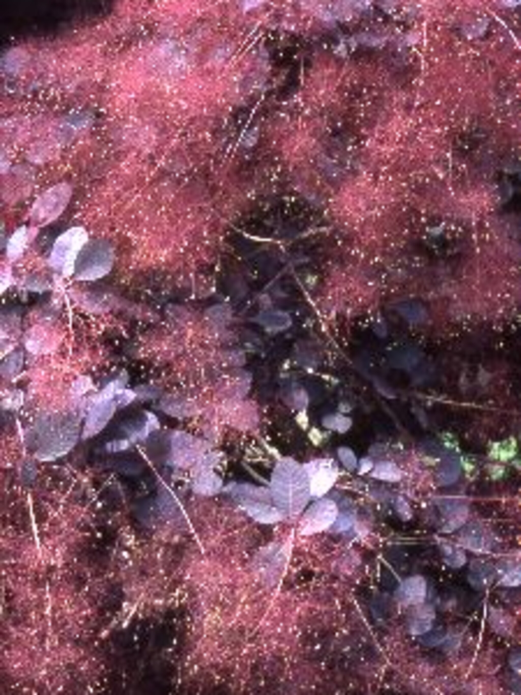 pruikenboom cotinus coggygria