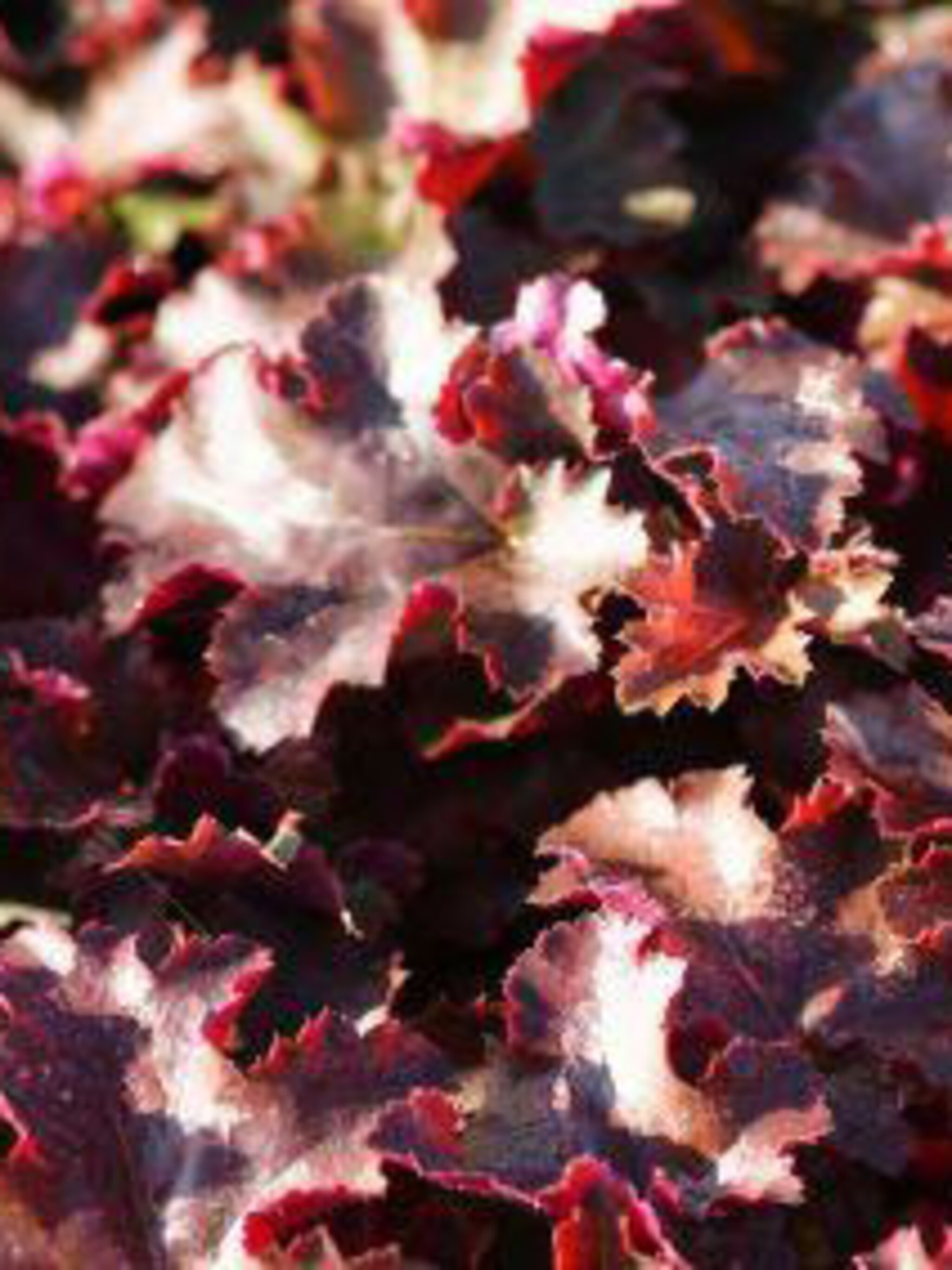 purperklokje chocolate ruffles