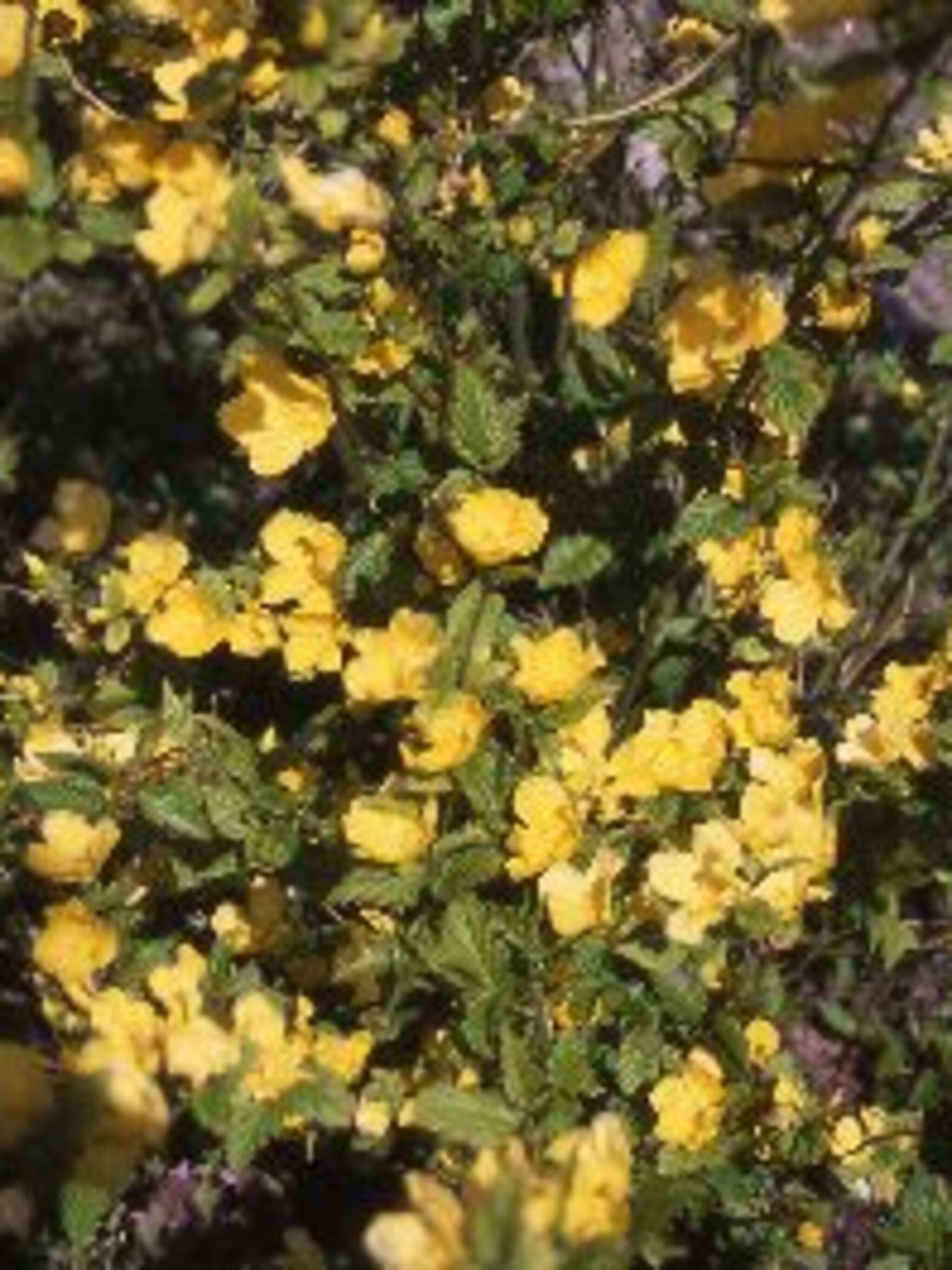 ranonkelstruik kerria japonica