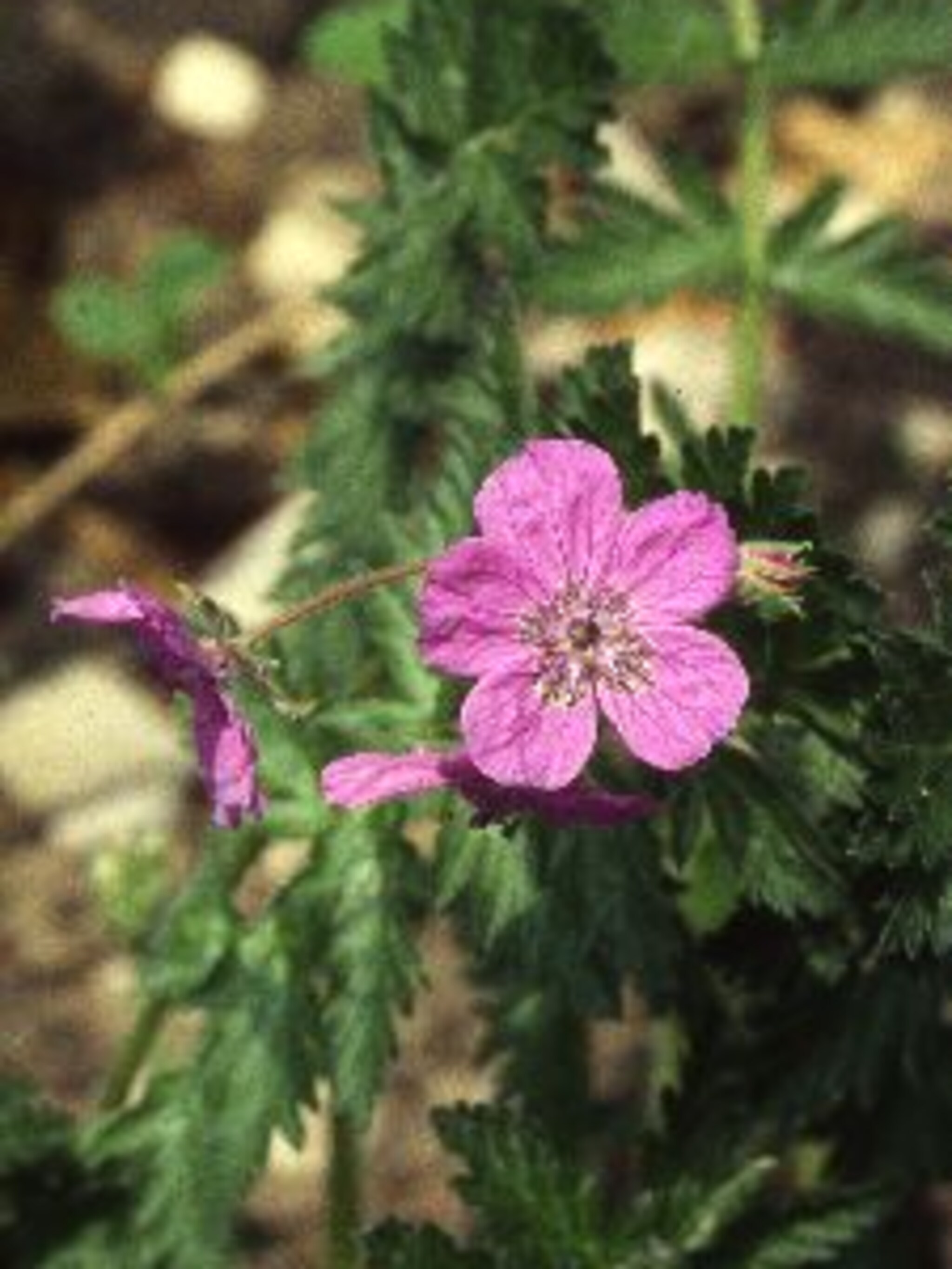 reigersbek erodium absinthoides var armenum