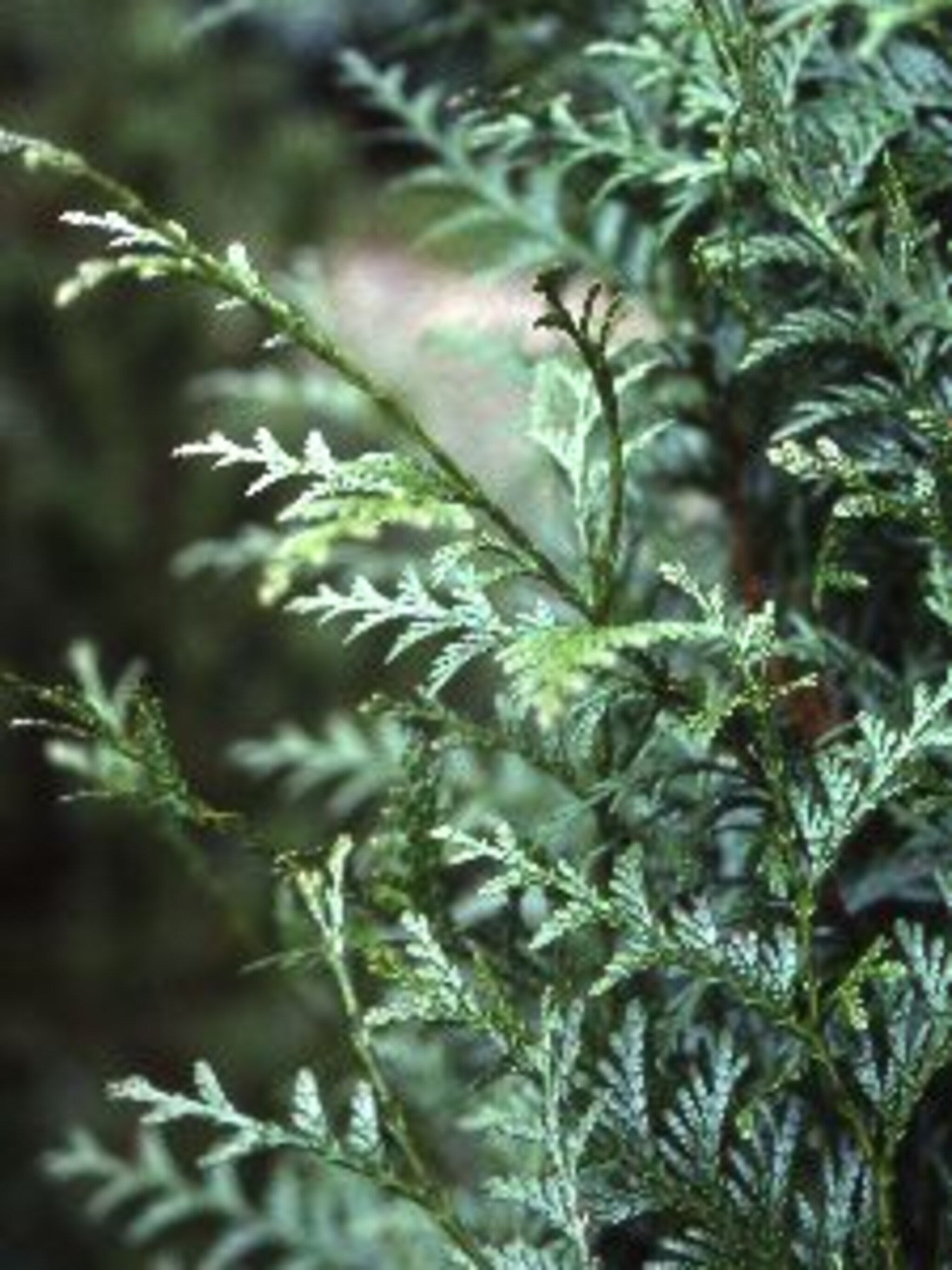 reuzenlevensboom atrovirens