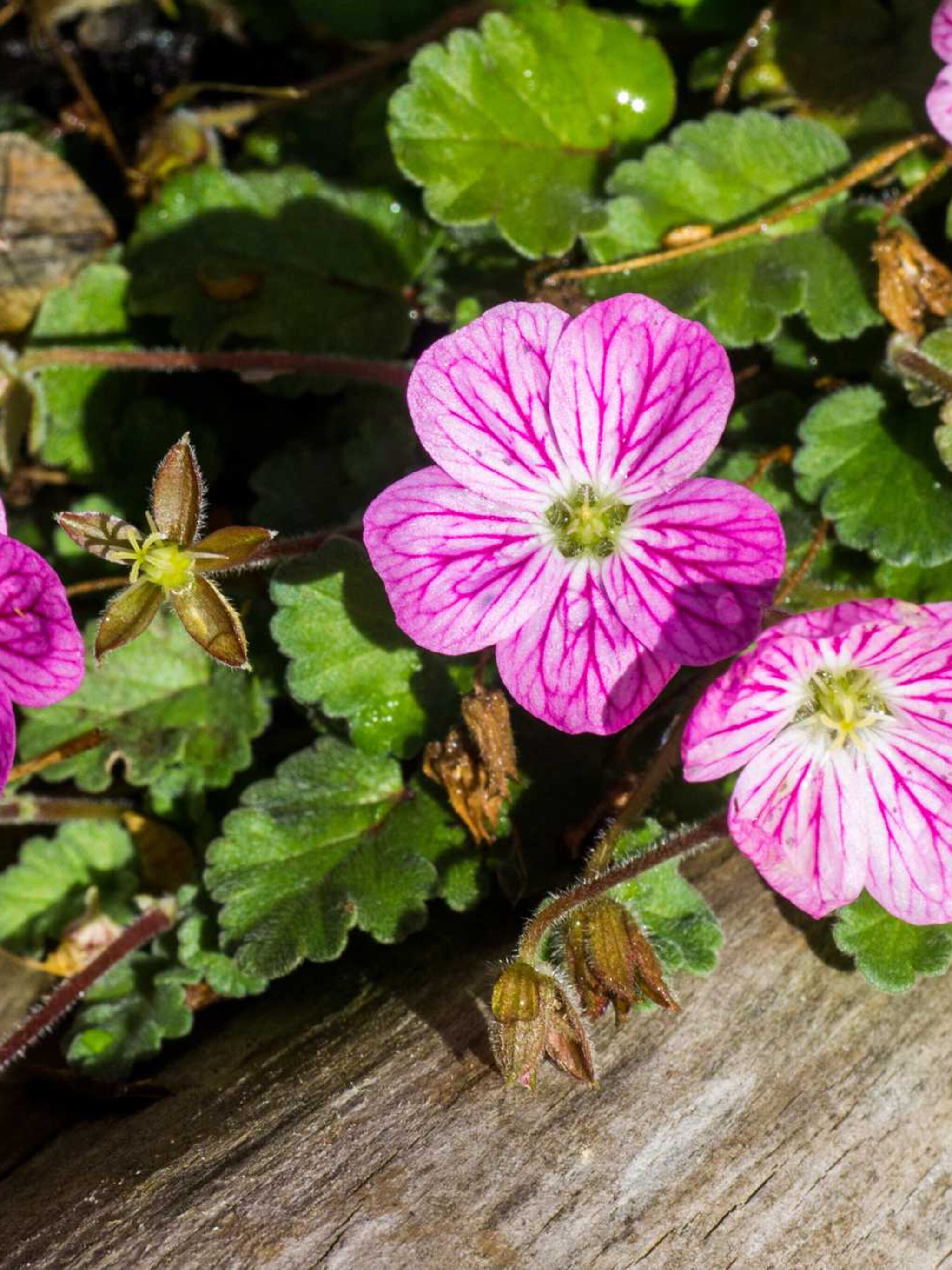 reigersbek erodium