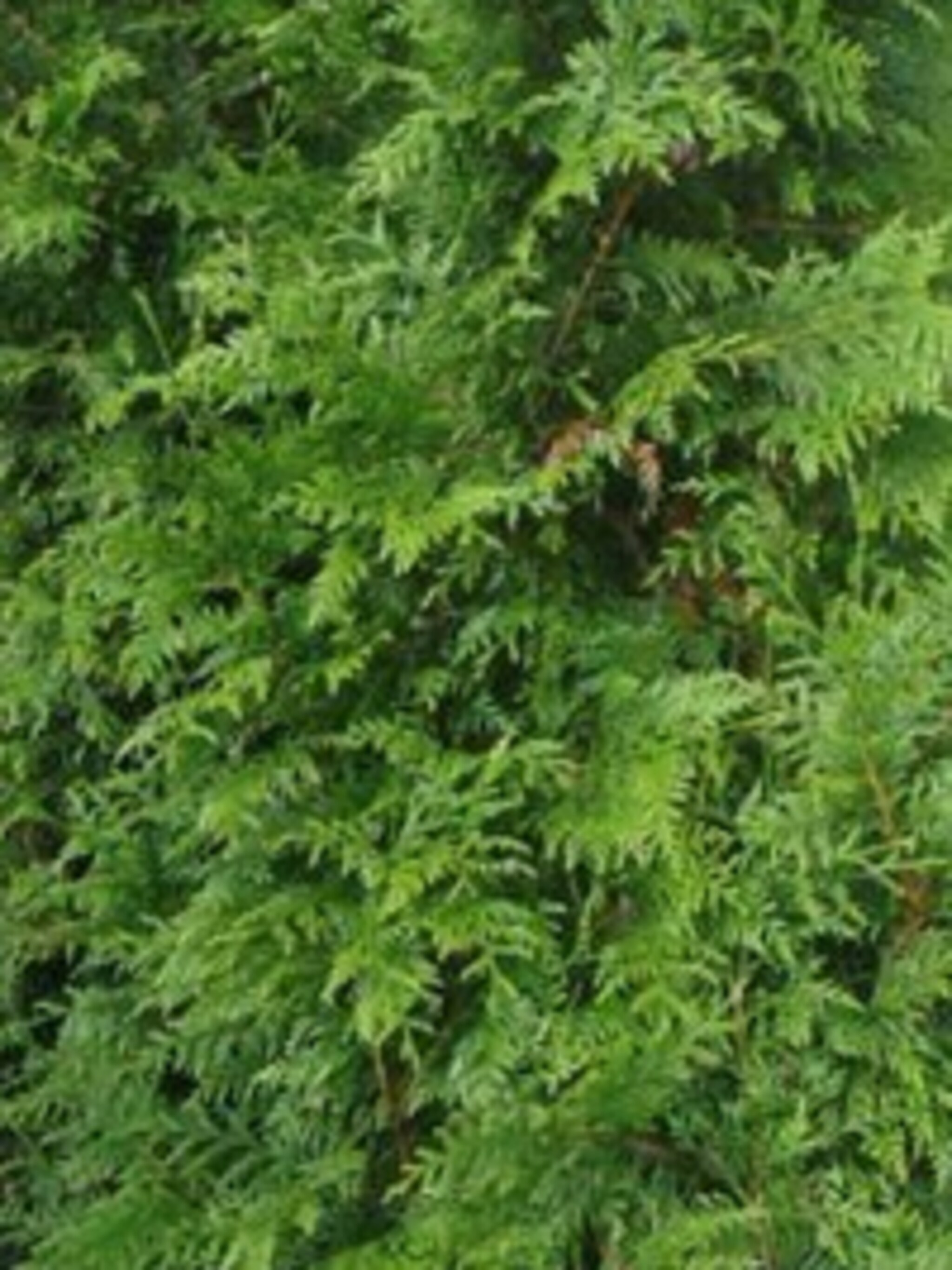 reuzenlevensboom thuja plicata