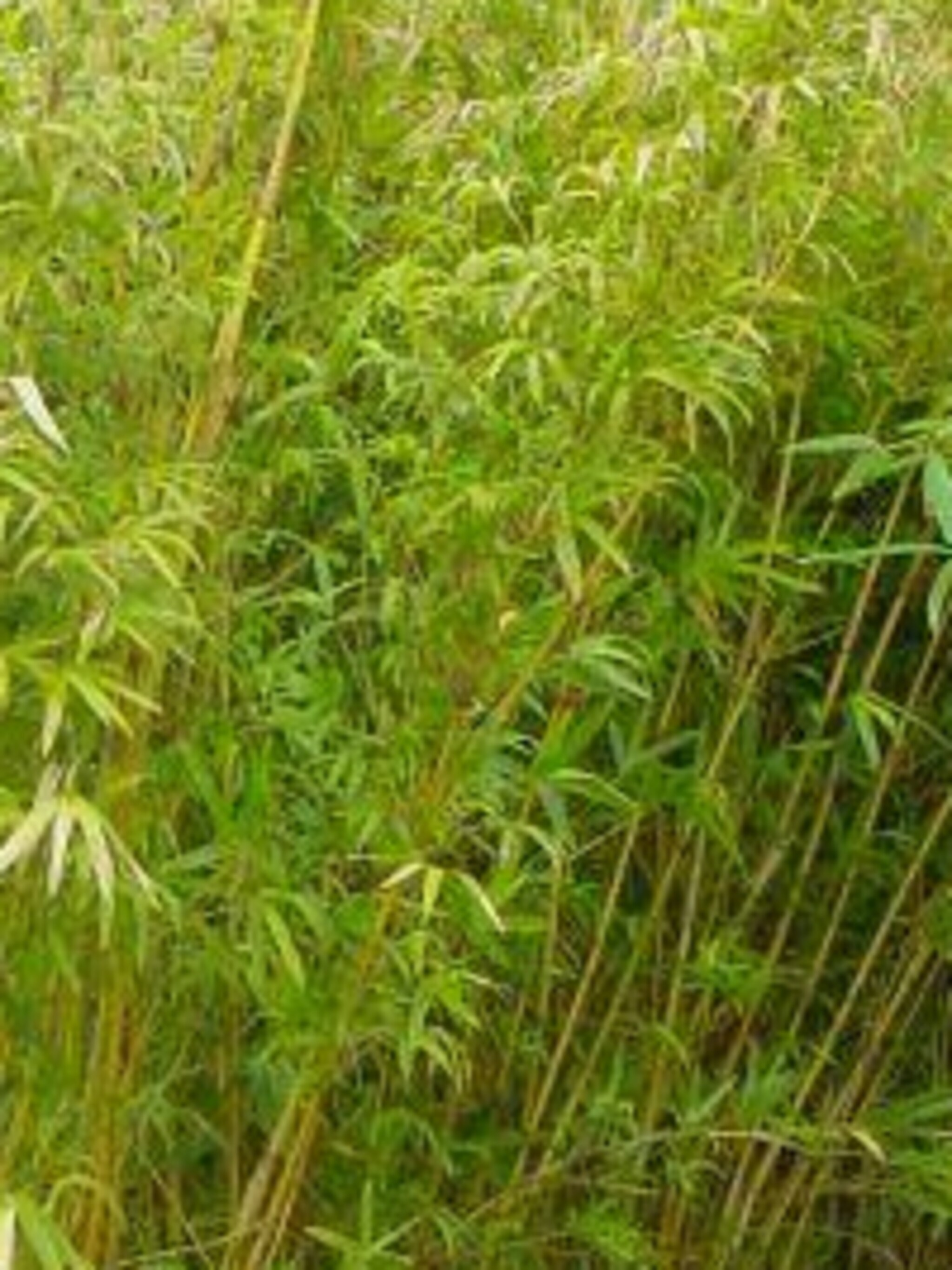 reuzenbamboe spactabilis