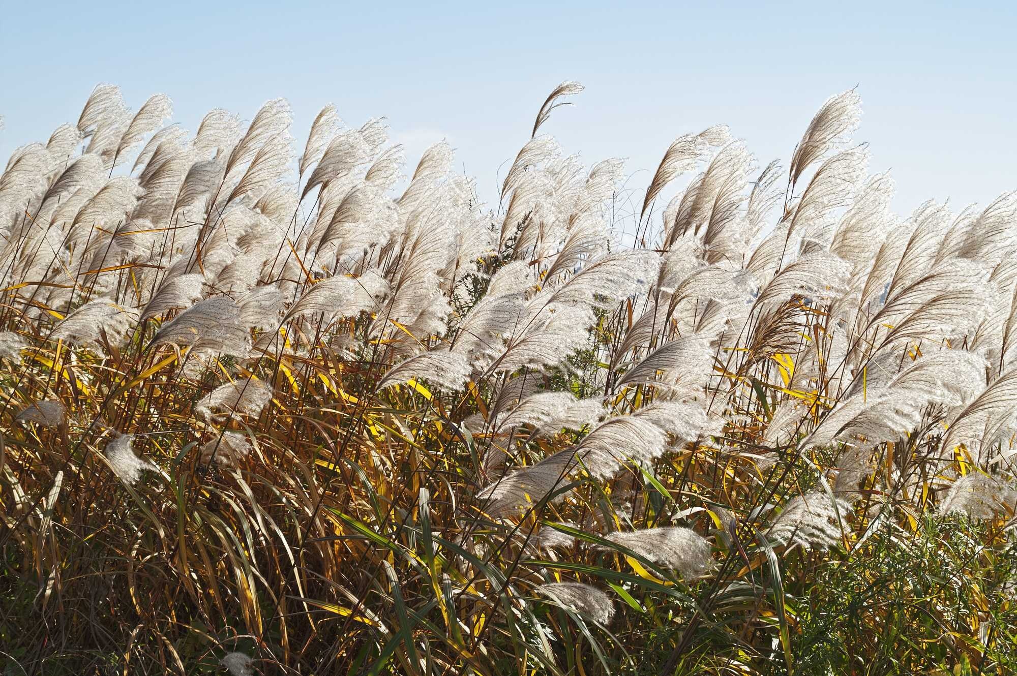 beeld vtwonen Shutterstock / Nikolay Kurzenko