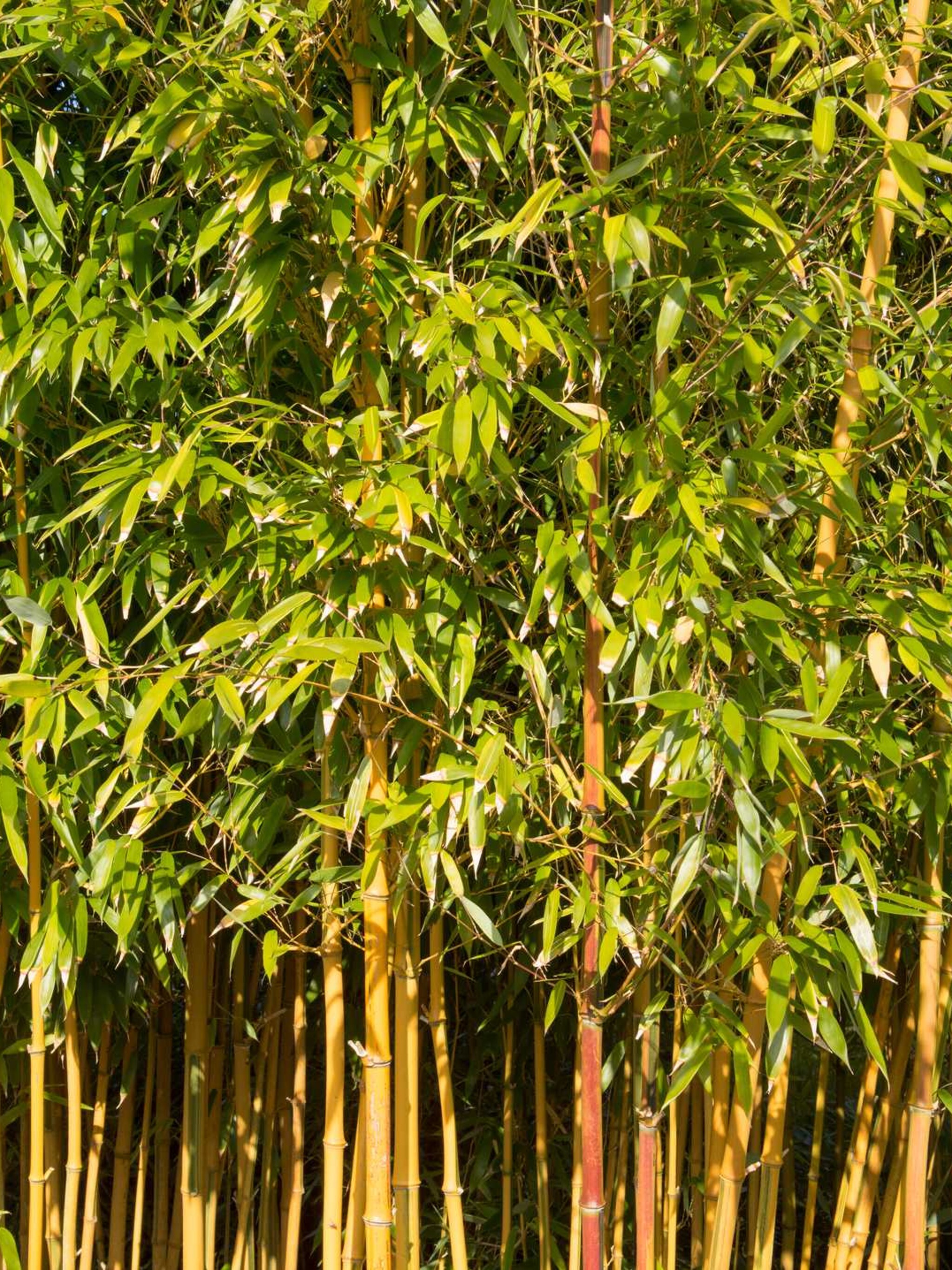 reuzenbamboe phyllostachys aureosulcata