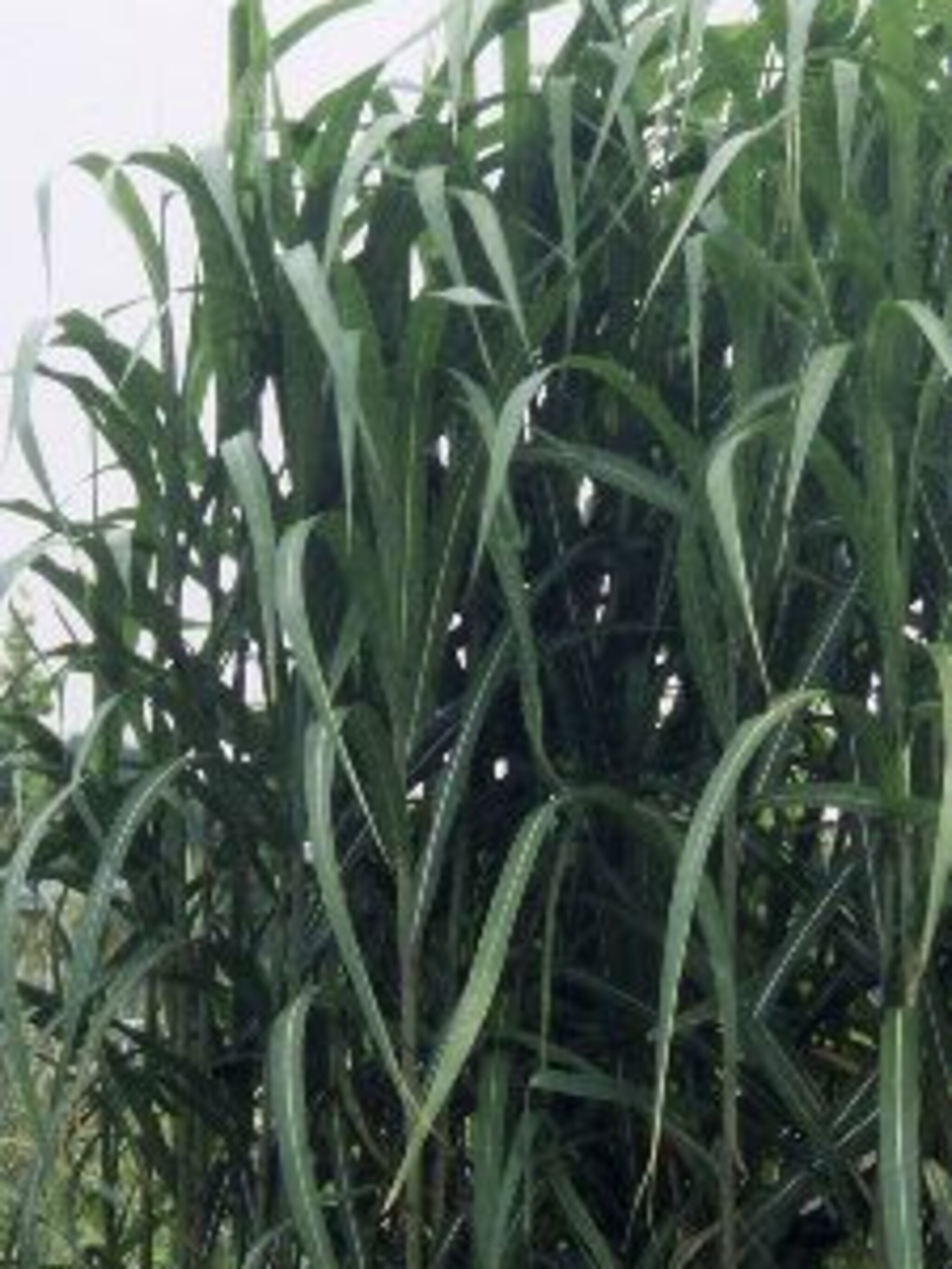 reuzenriet miscanthus floridulus