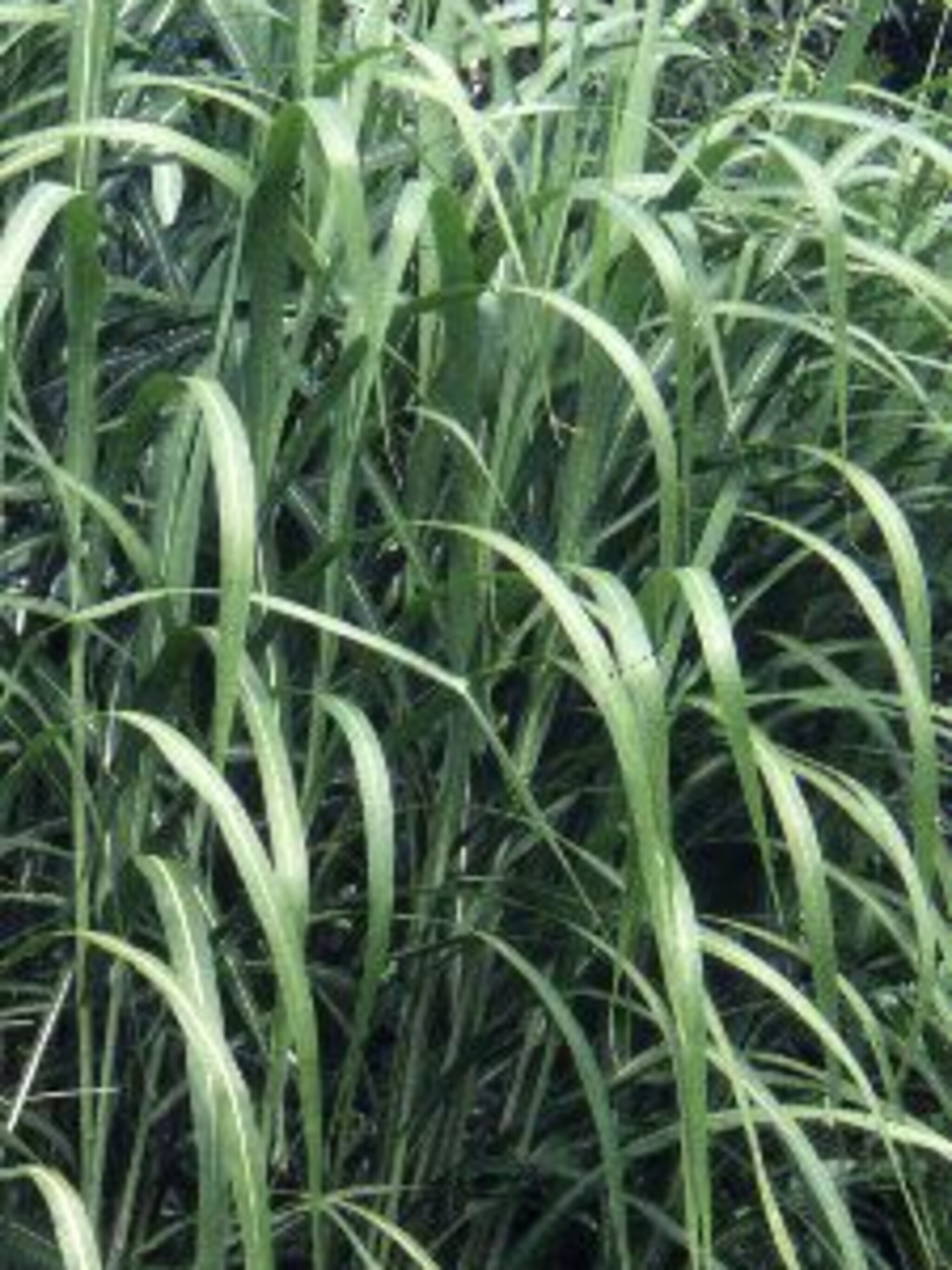 reuzenriet miscanthus sacchariflorus
