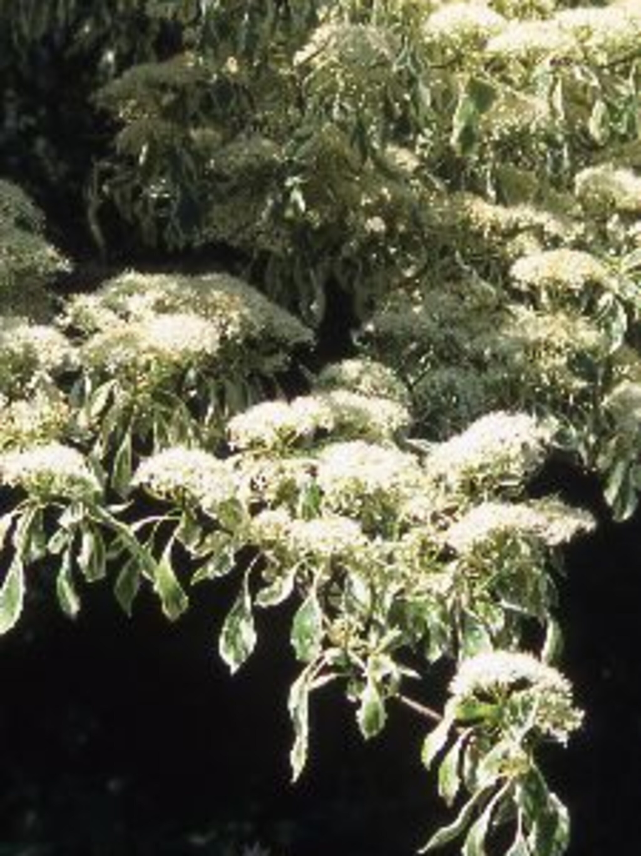 reuzenkornoelje variegata