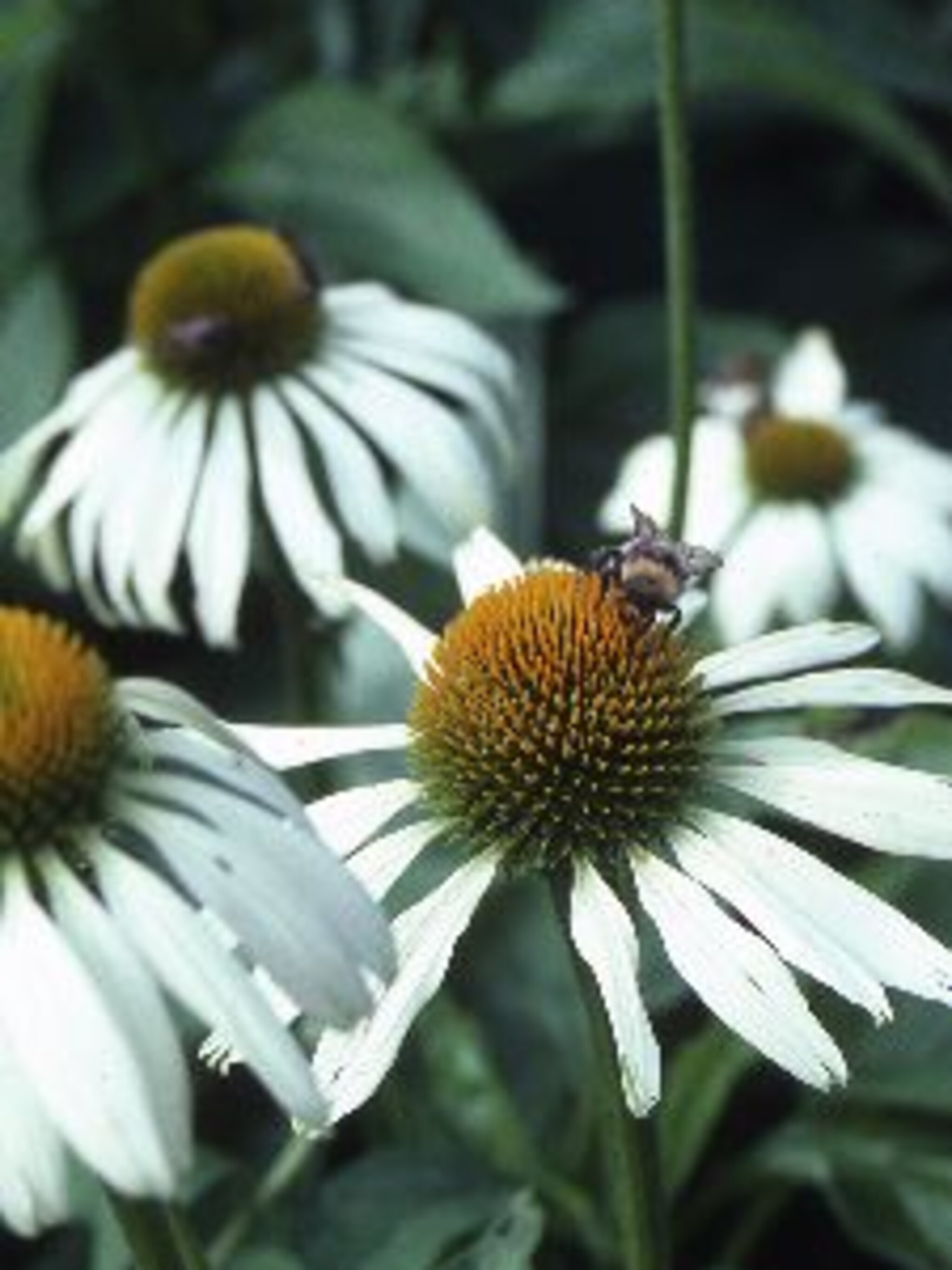 rode zonnehoed white lustre